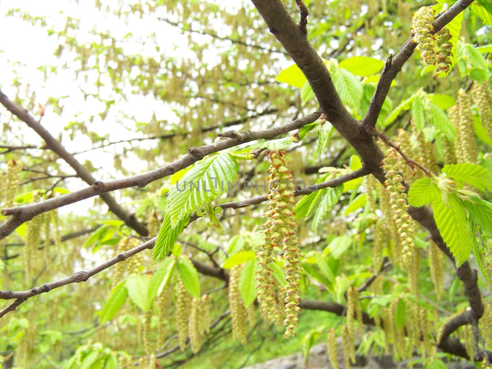 Close up of catkins and fresh leaves.