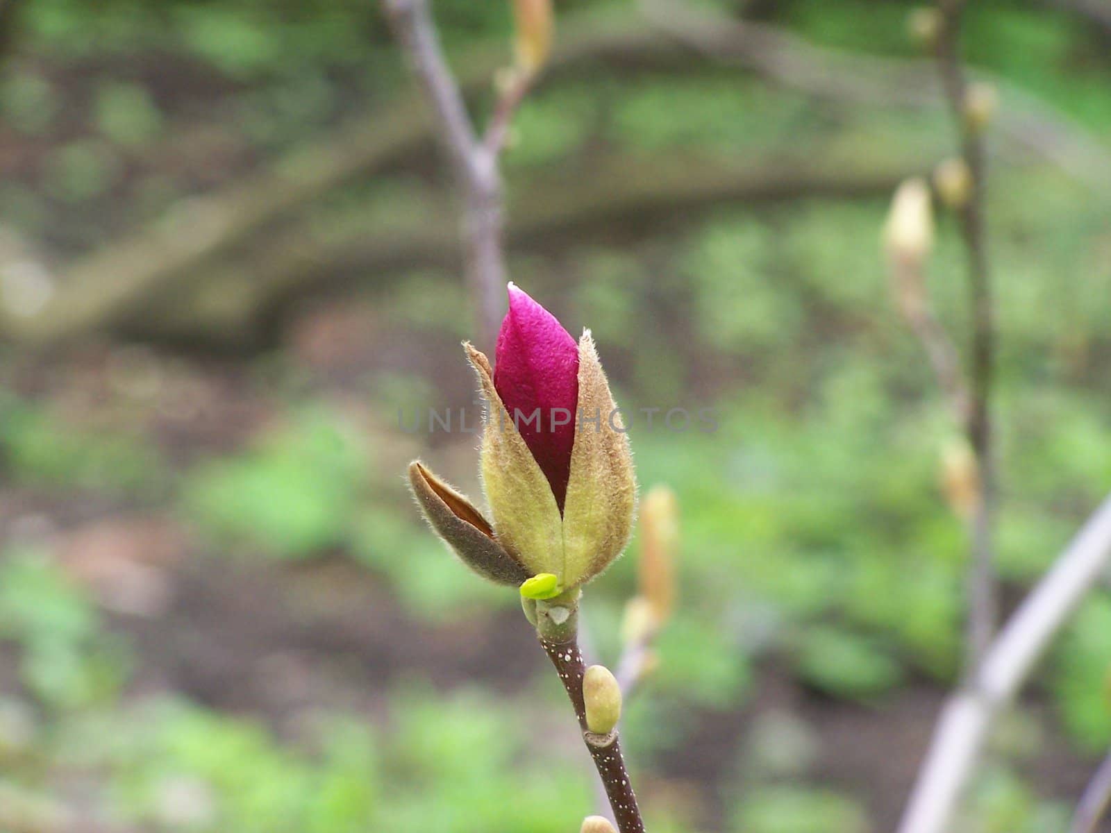 Close up of the pink magnolia bud.