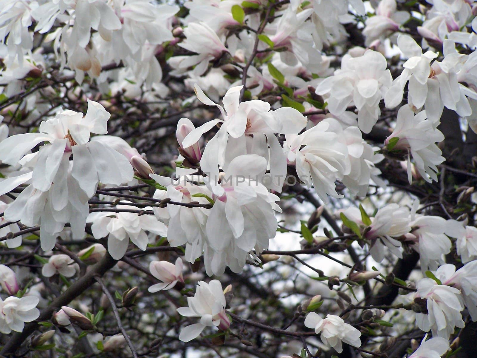White magnolia. by Lessadar