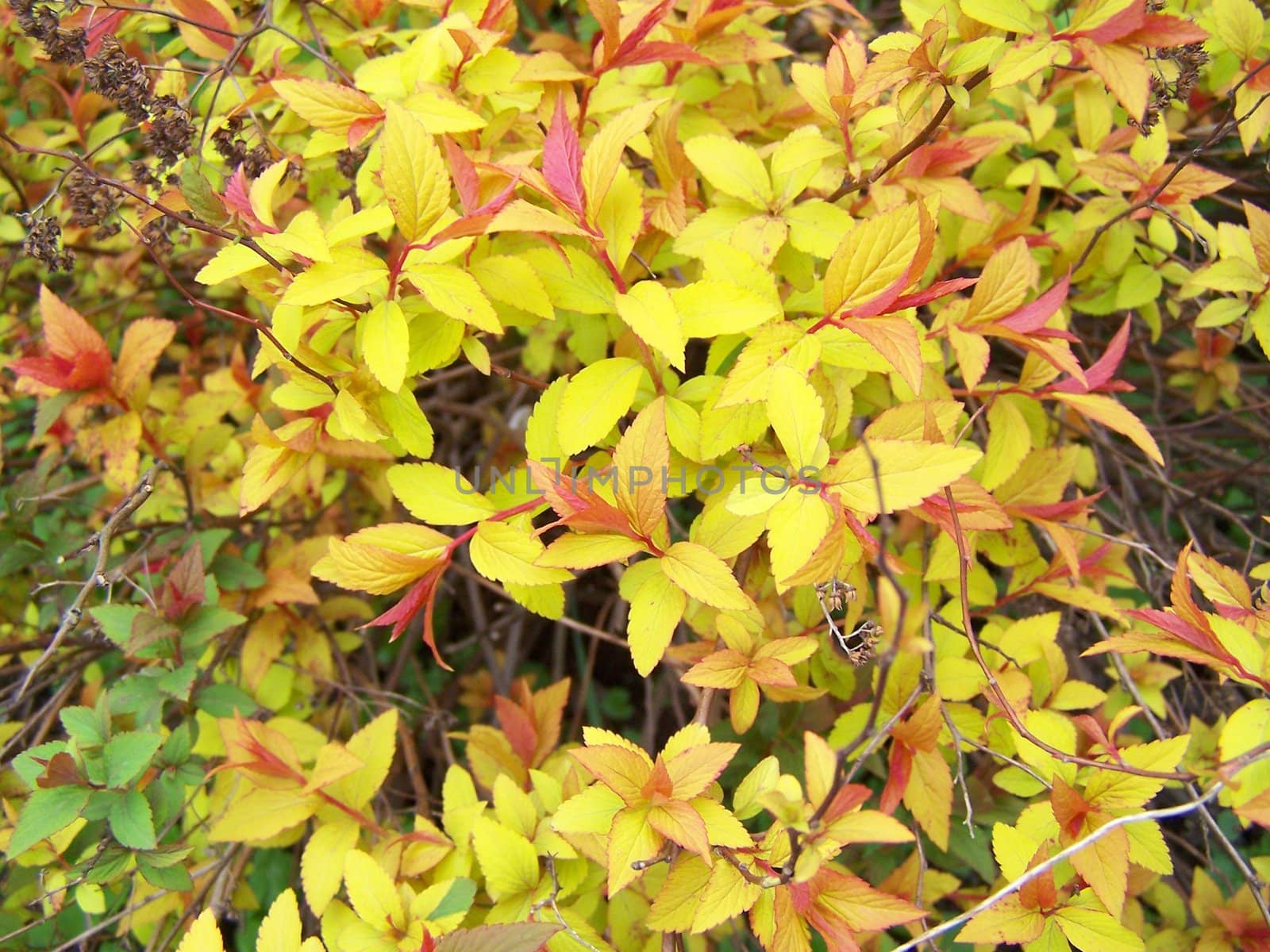 Close up of various colors of leaves.