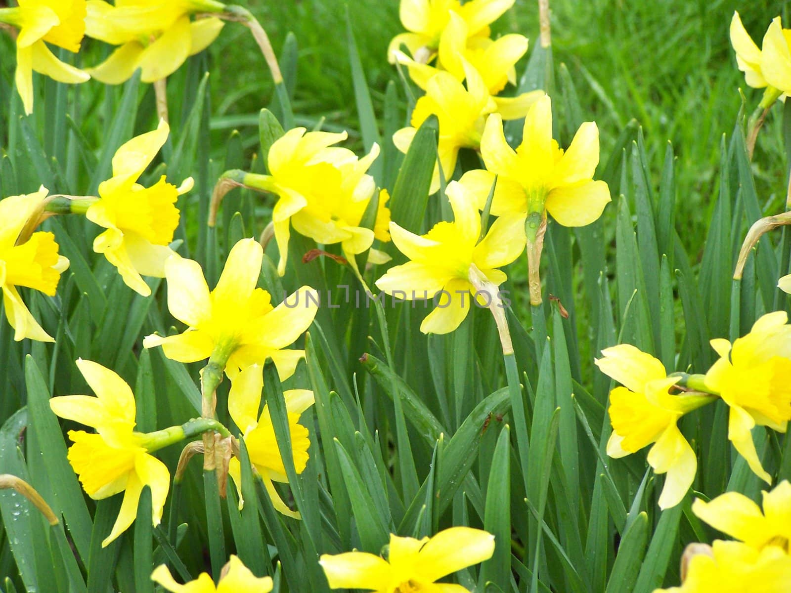 Yellow daffodiles. Green grass. Close up. Outdoors.