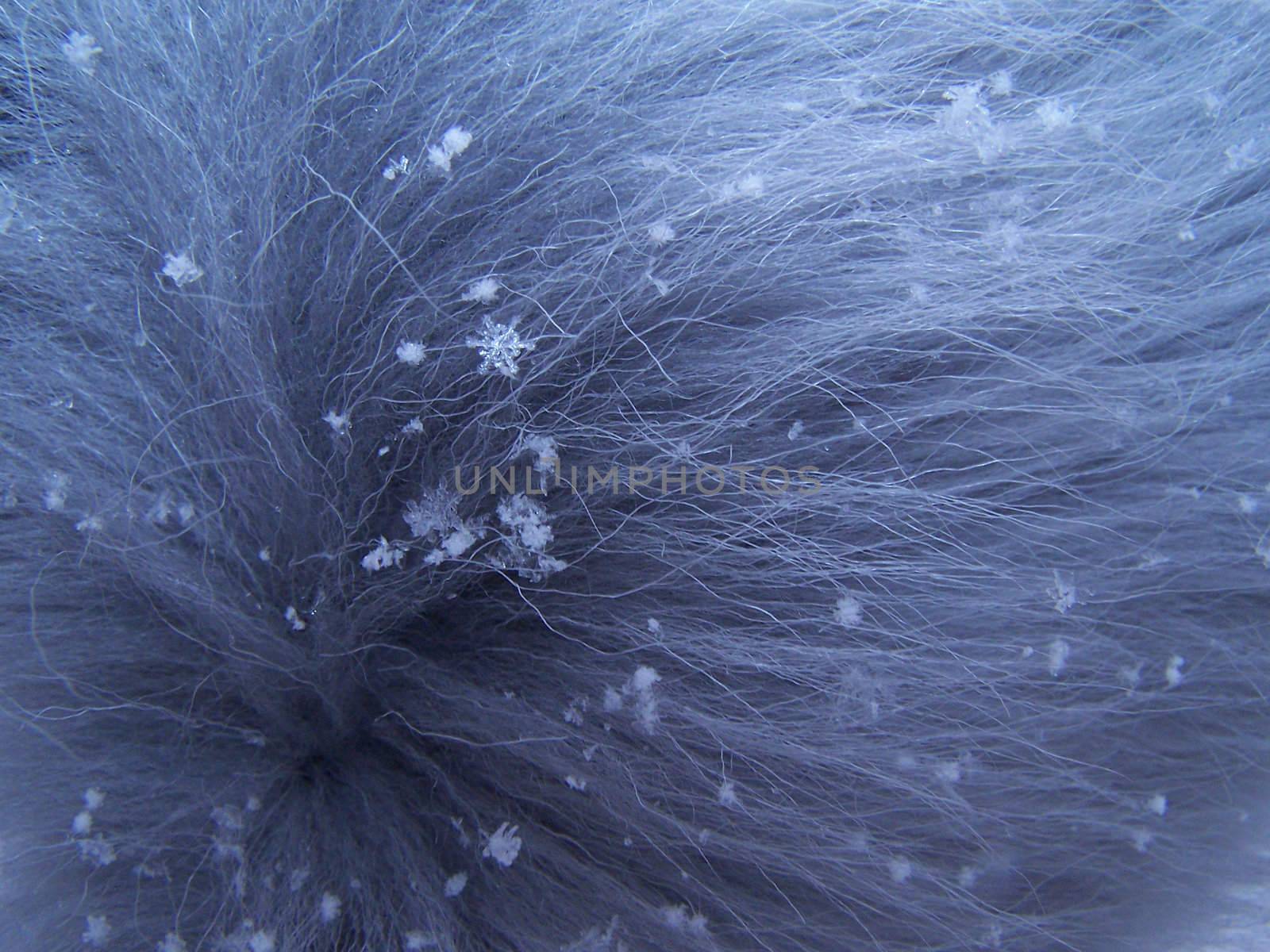 Snowflake on fur by Lessadar