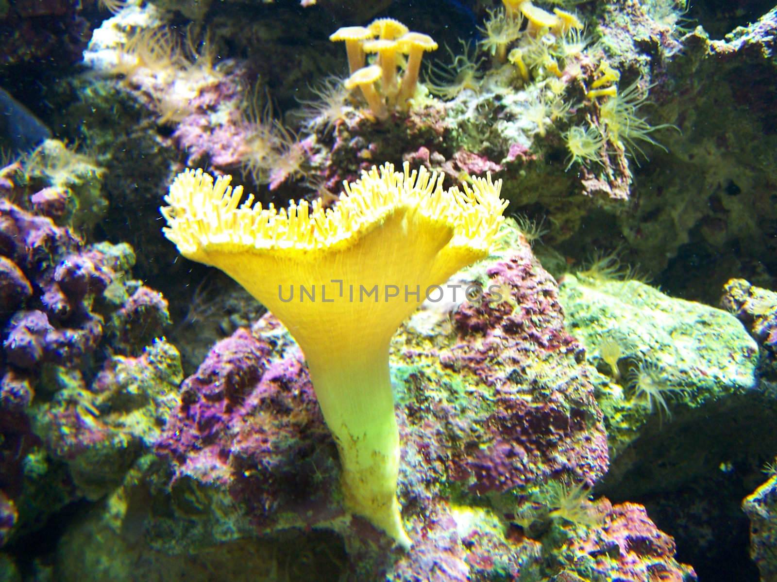 Underwater life of anemones. Close up. Background.