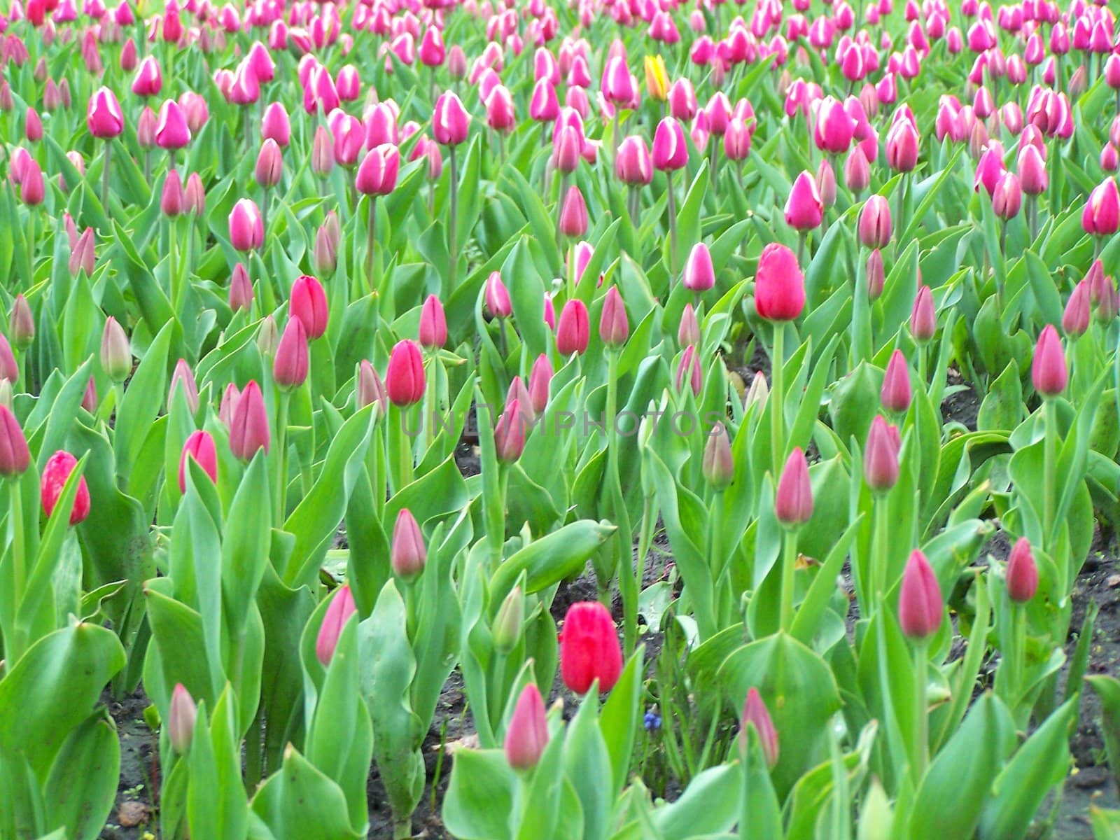 A lot of young tulips. Background. Day.