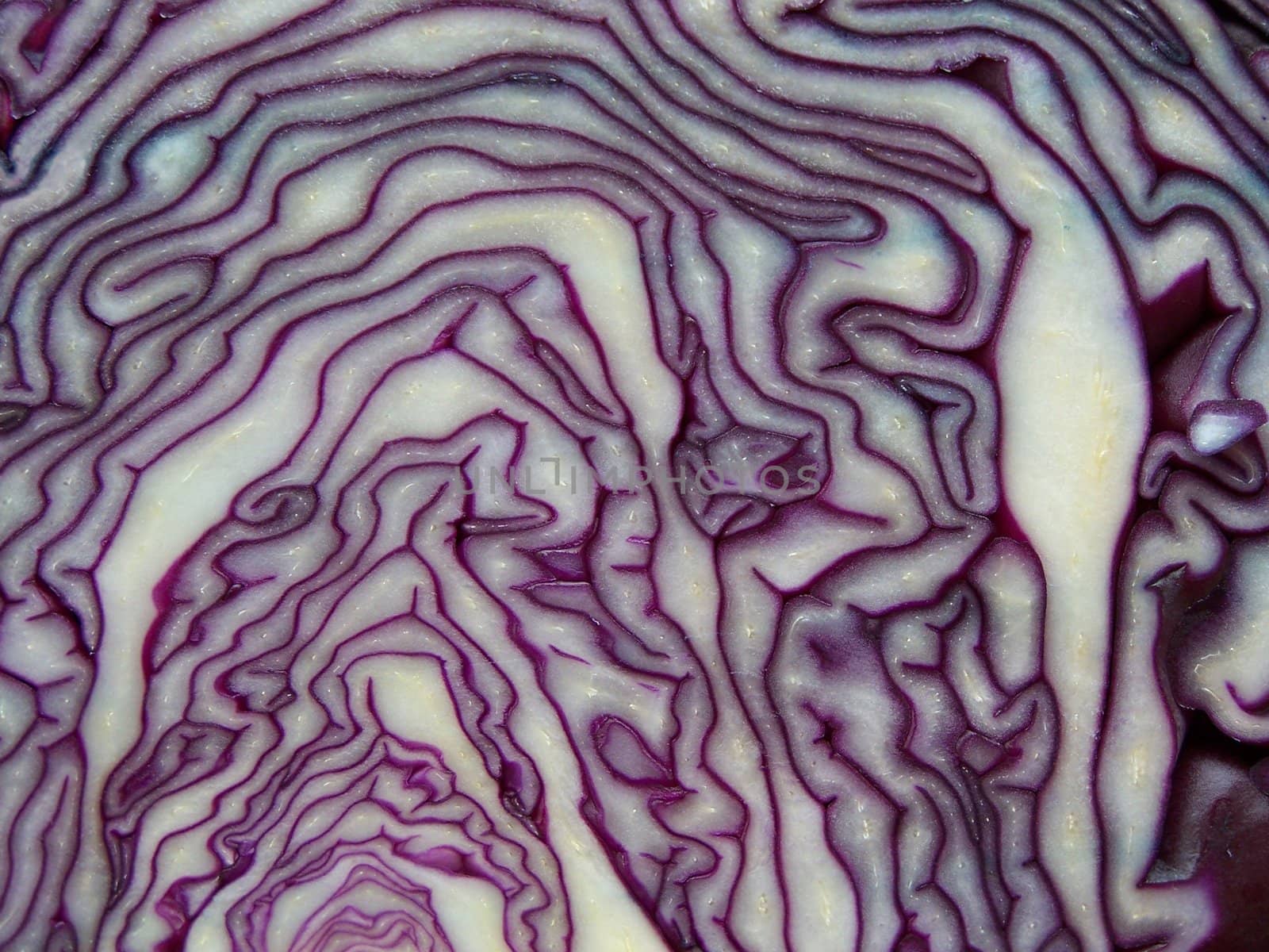 Purple and white colored cabbage by Lessadar