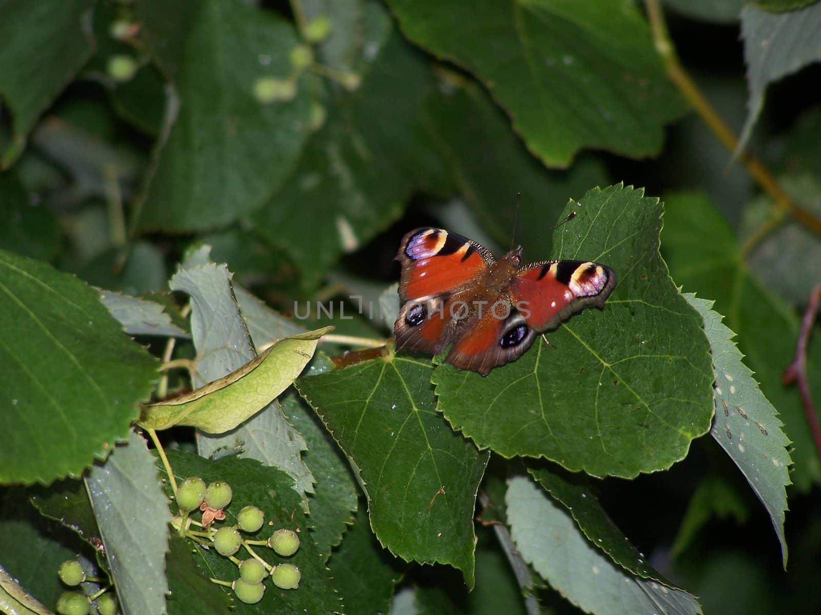 Butterfly on lime-tree leaf. Close up. Summer