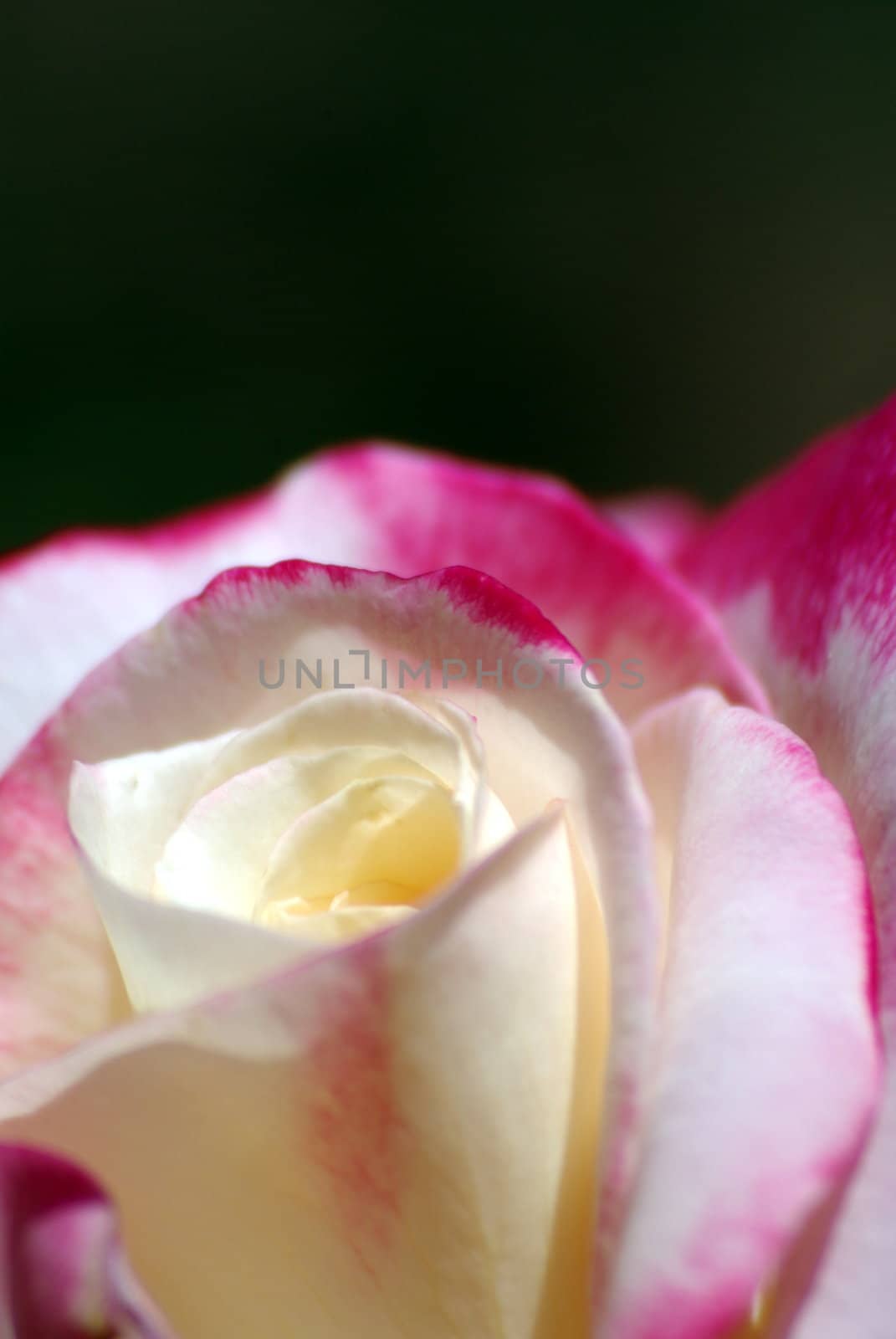 White, pink and red rose closeup against a dark background.