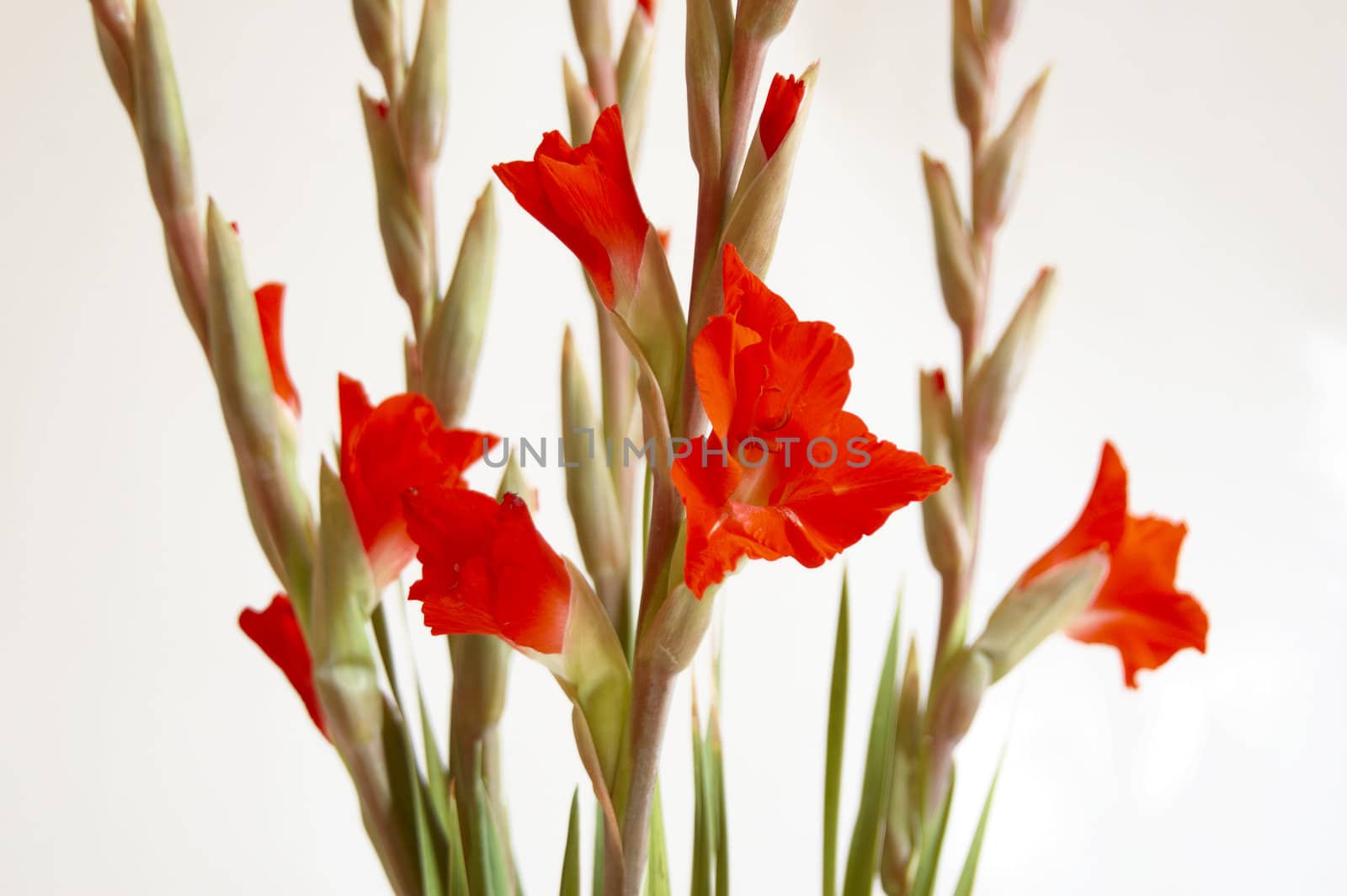 Red Gladiolus on a white background