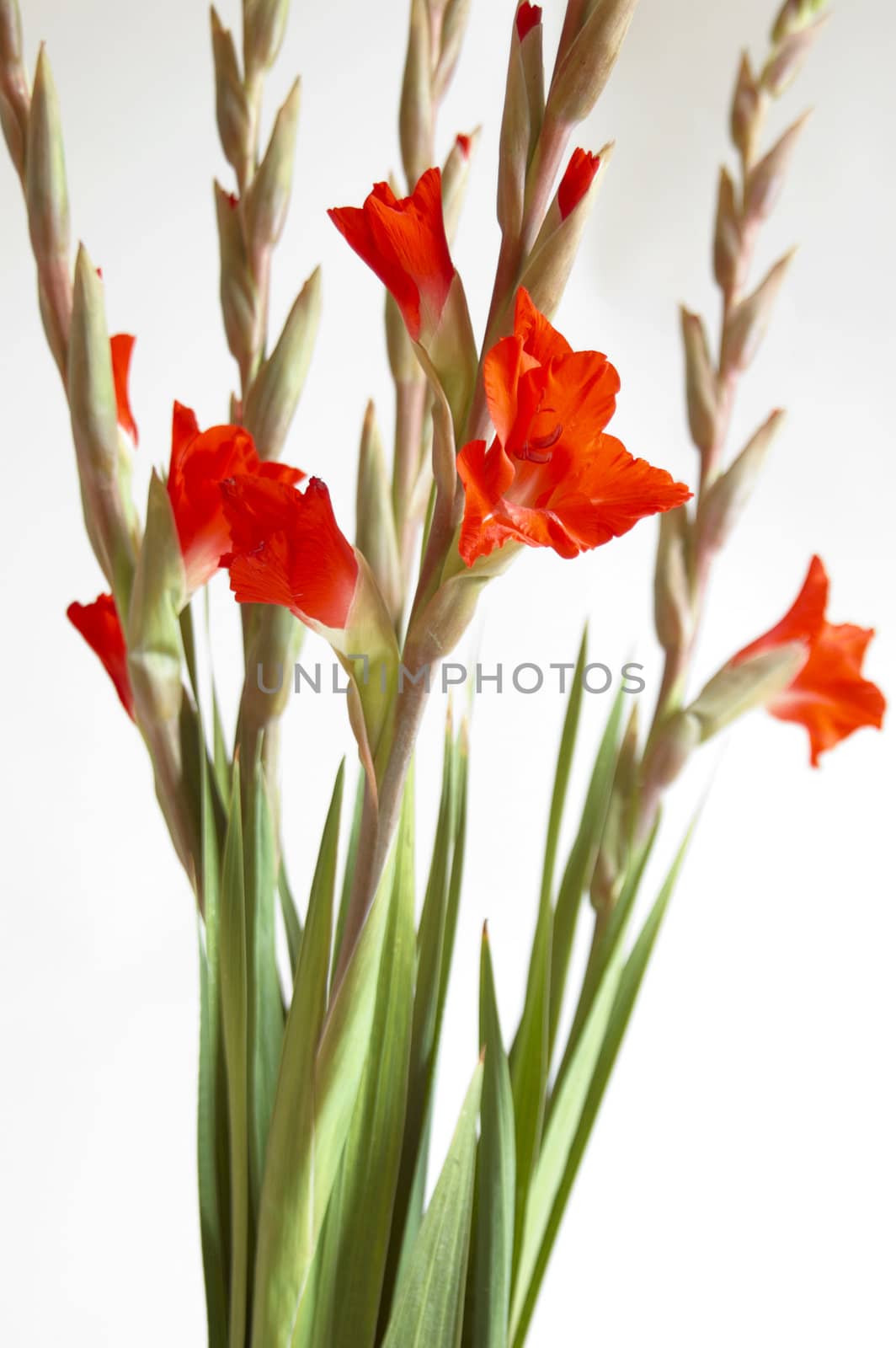 Red Gladiolus by mbtaichi