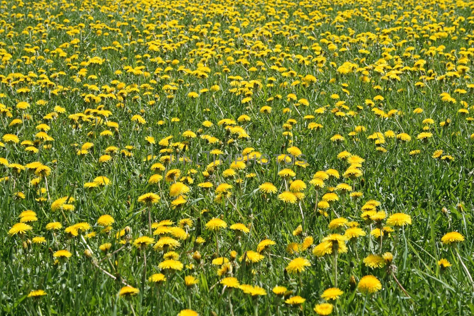 Sunny dandelion lawn in springtime. Flower background.
