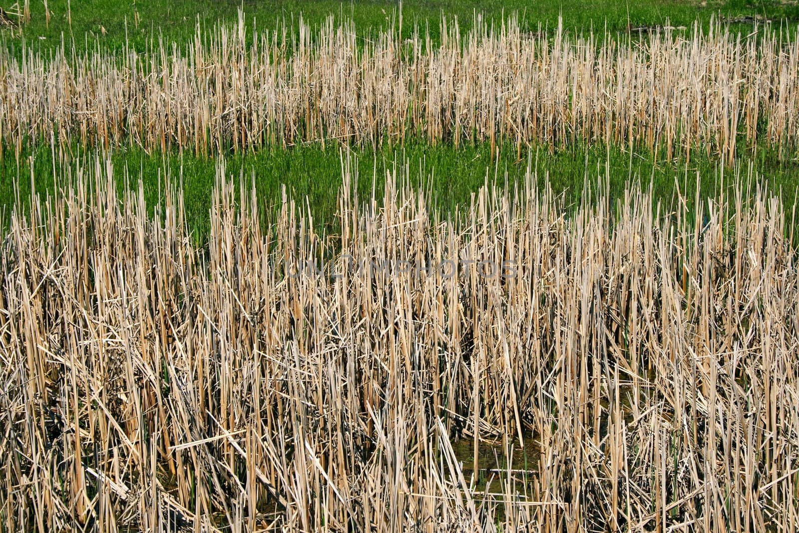 Wild reeds in marshland by anikasalsera