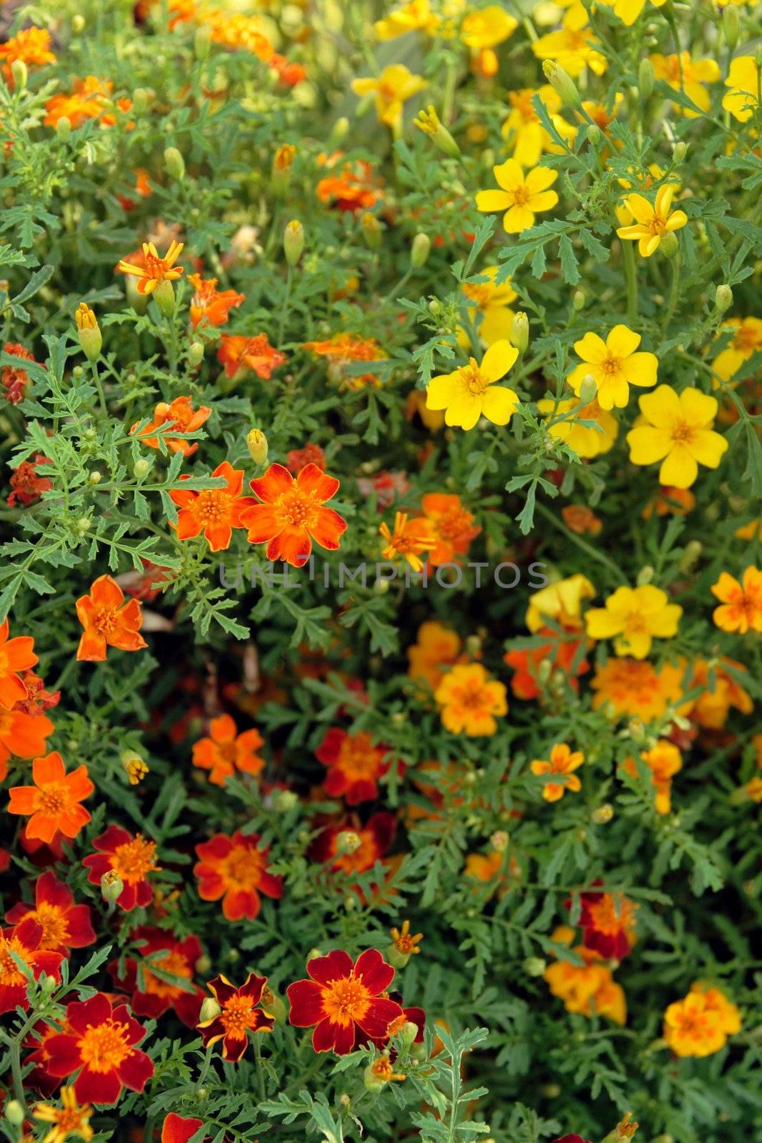 Happy sunny flowers by anikasalsera