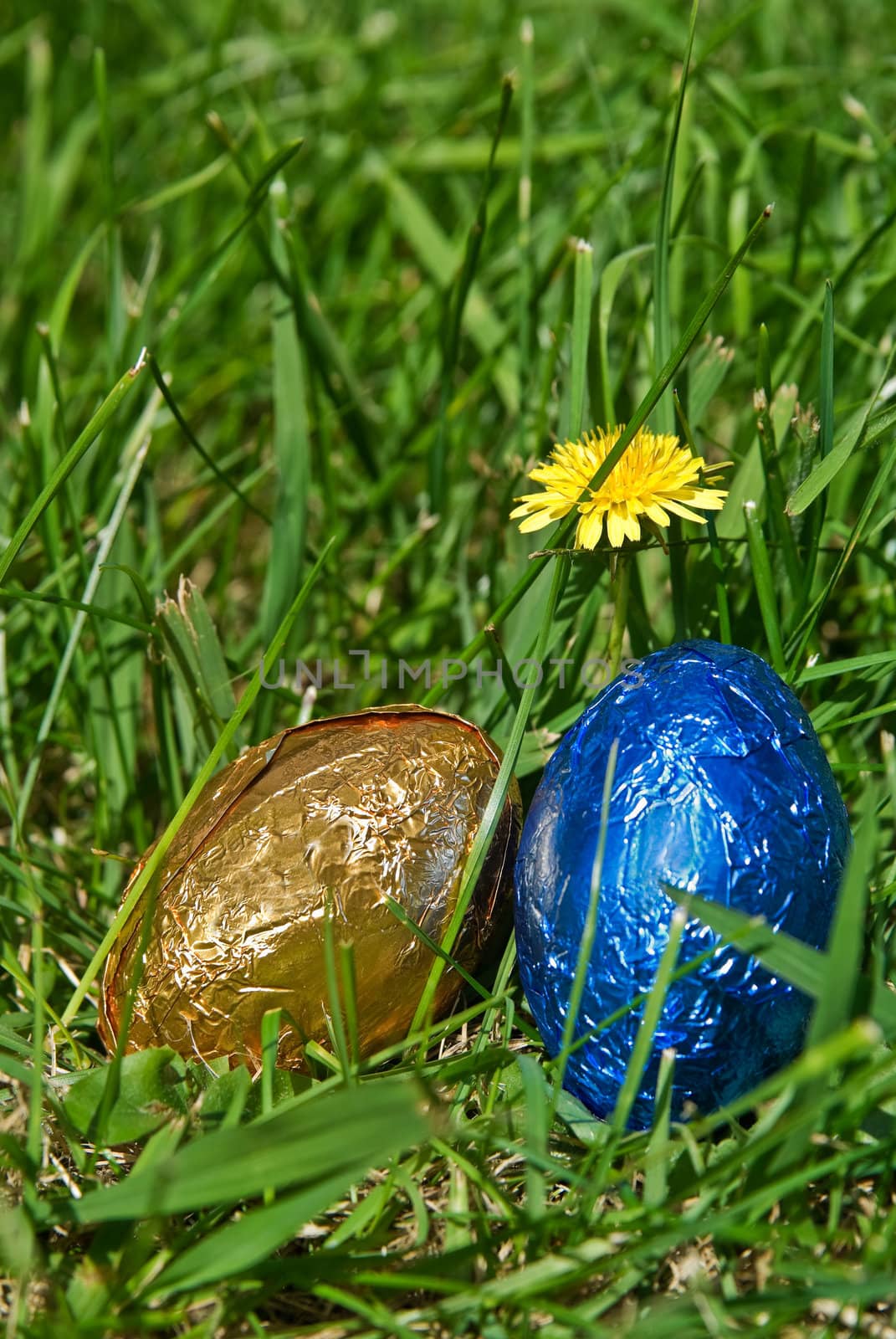 two easter eggs in the garden with a dandelion