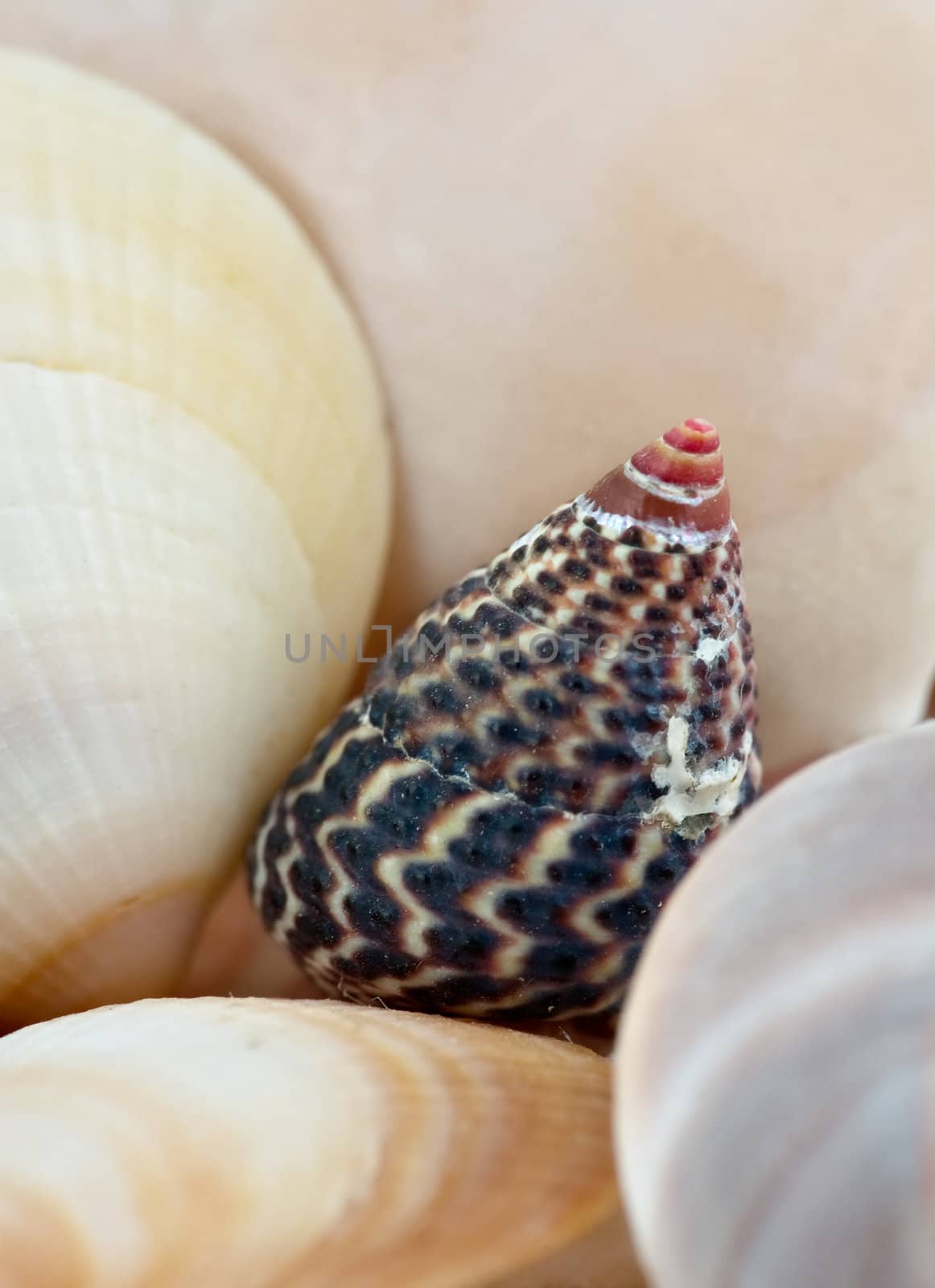 great image of a sea shell background