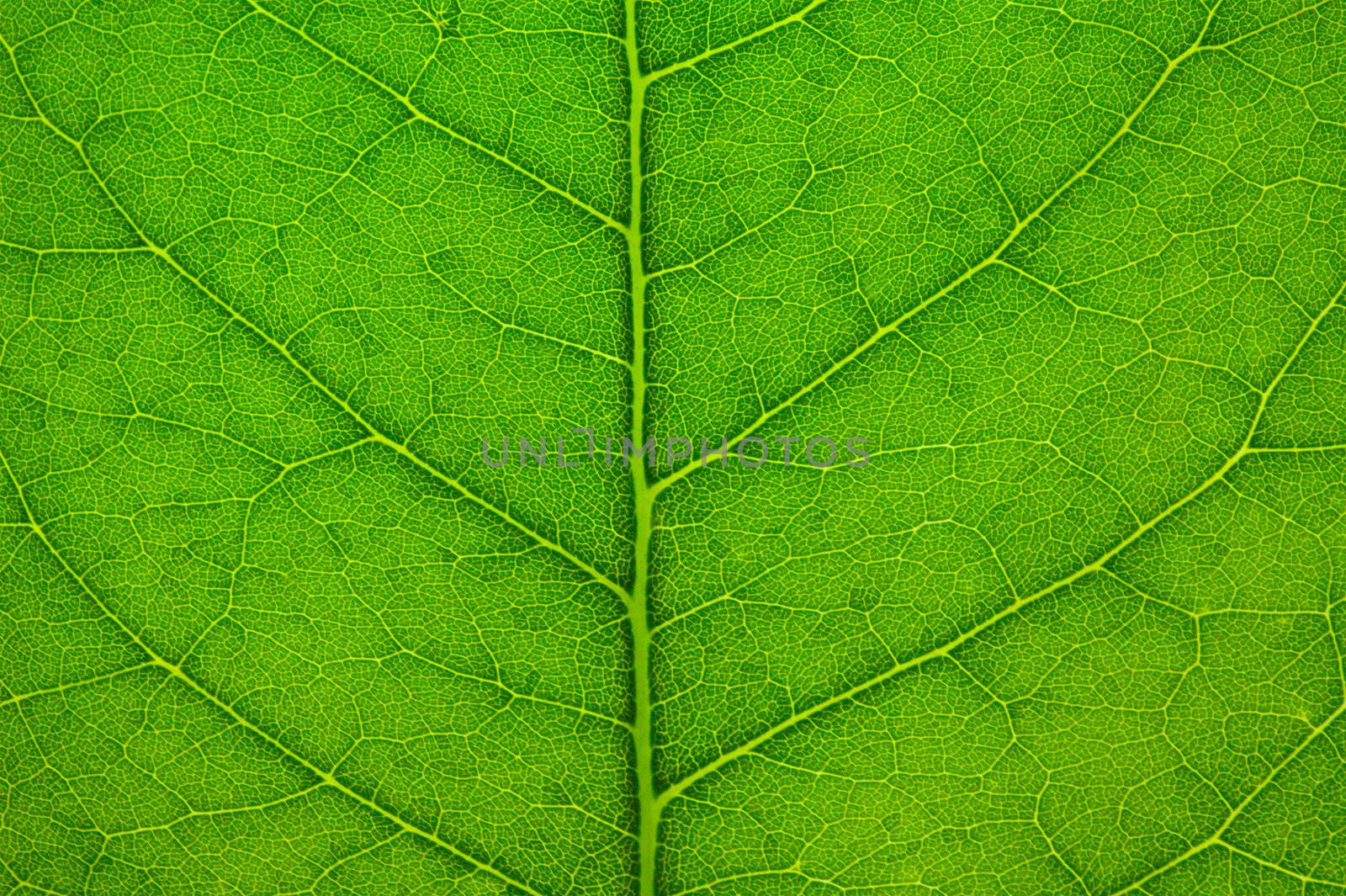 Anatomy leaf