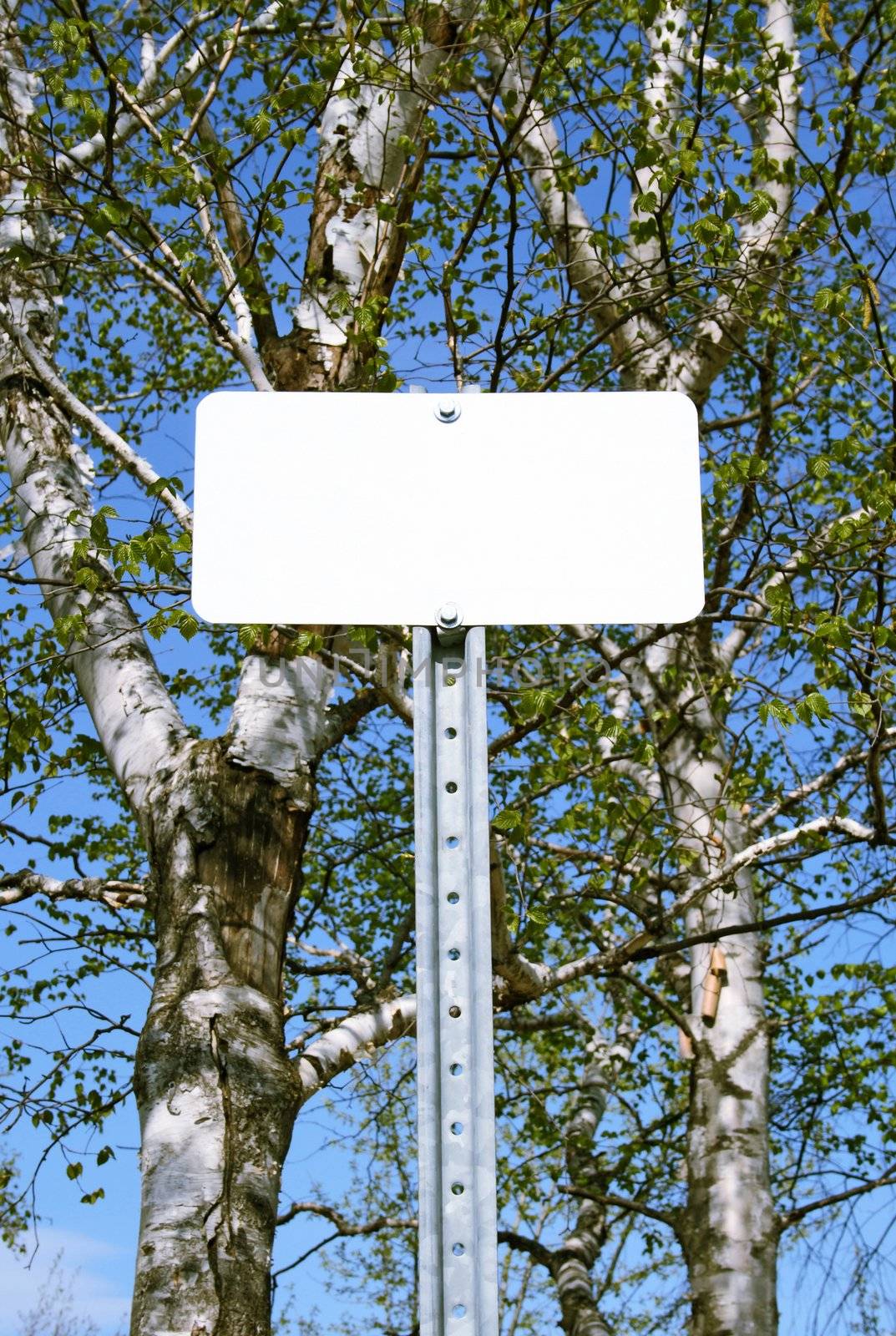 Blank sign with copy space in spring forest.