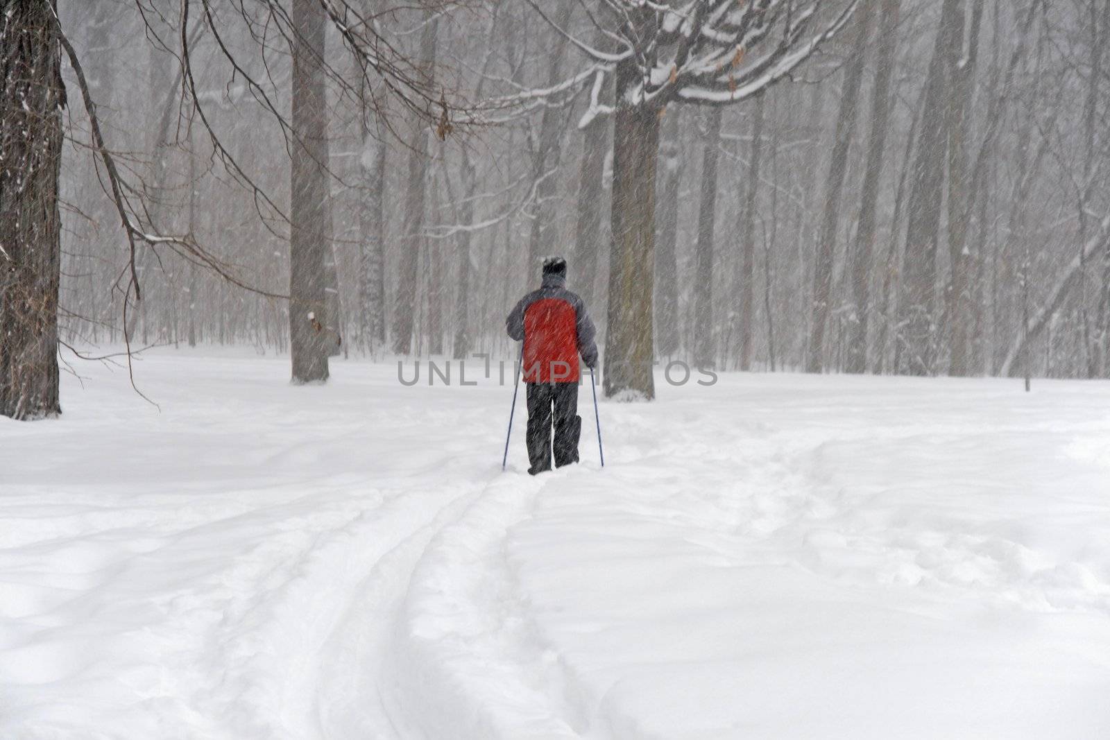 Man skiing in a forest during a snowfall.