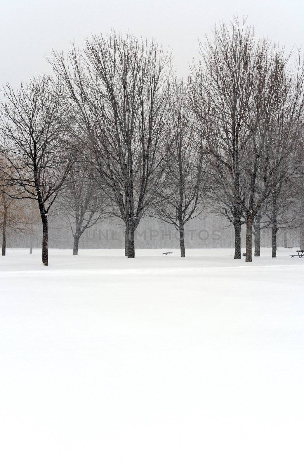 Trees in snow during winter blizzard.