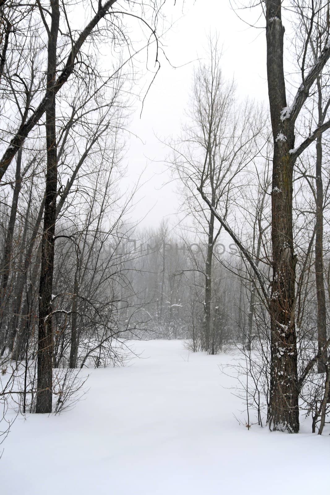 Winter forest in snow during a blizzard.
