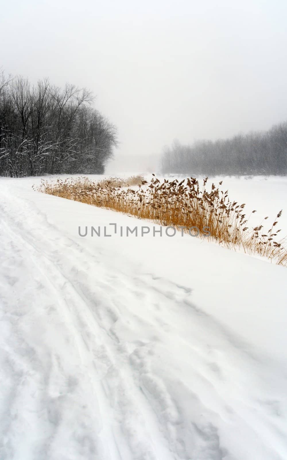 Snowy path leading to the forest in a misty haze of winter blizzard.