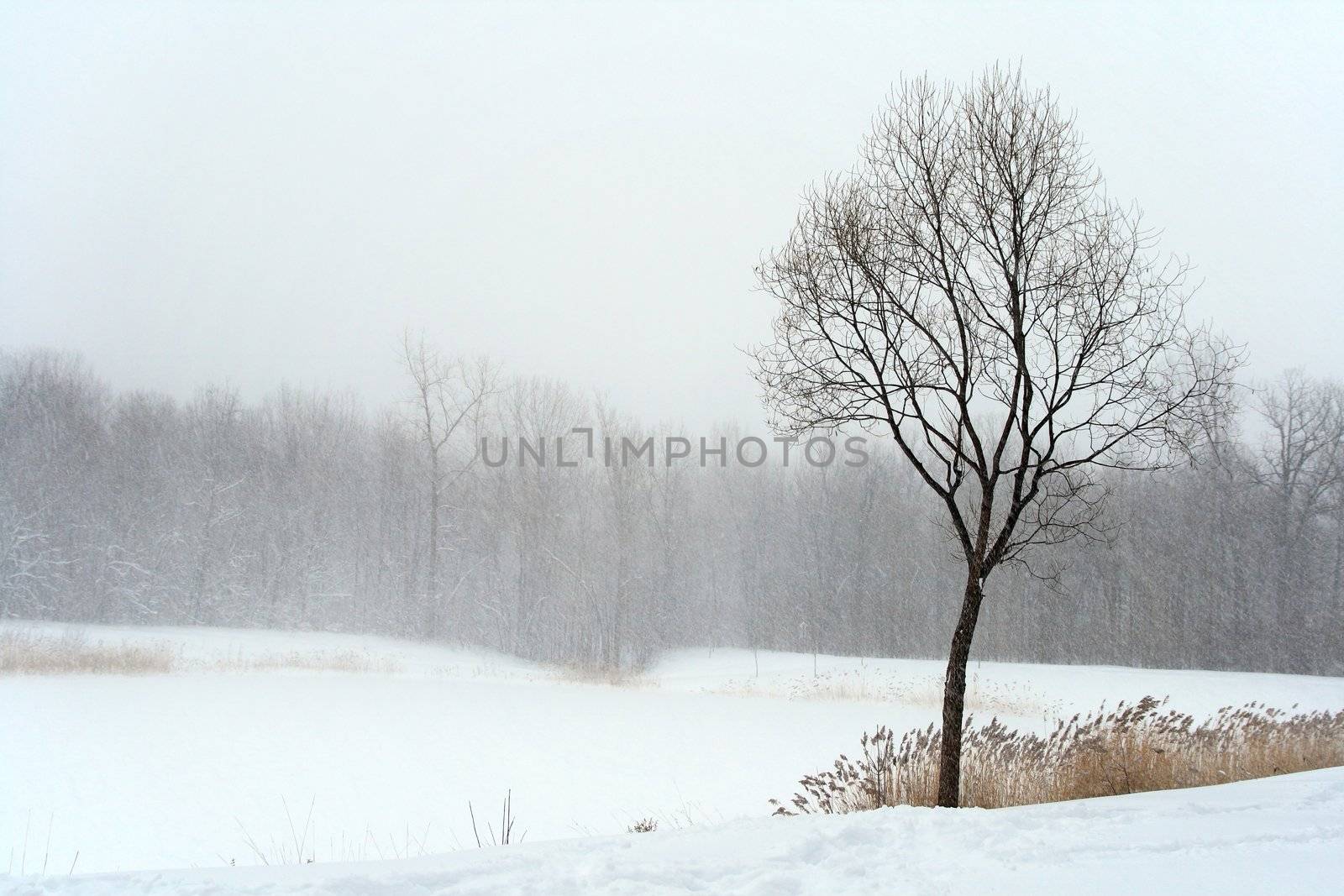 Tree in misty haze of winter blizzard. Beautiful winter landscape.