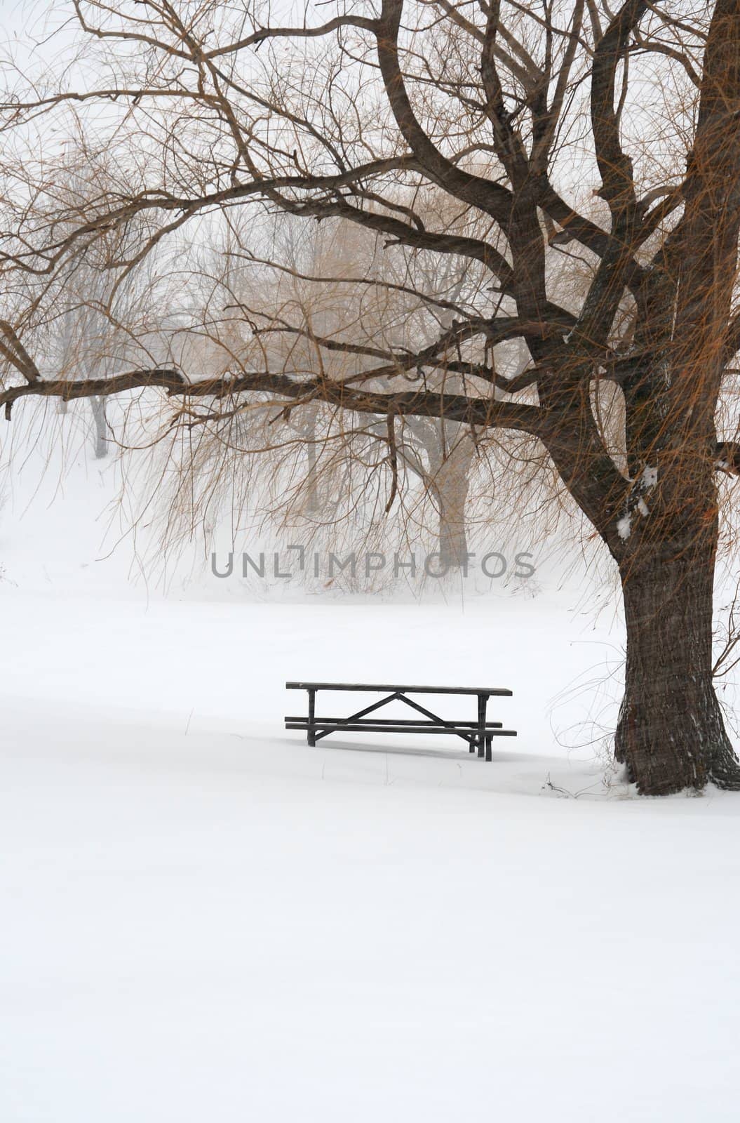 Picnic table in snow under a tree during winter snowstorm.
