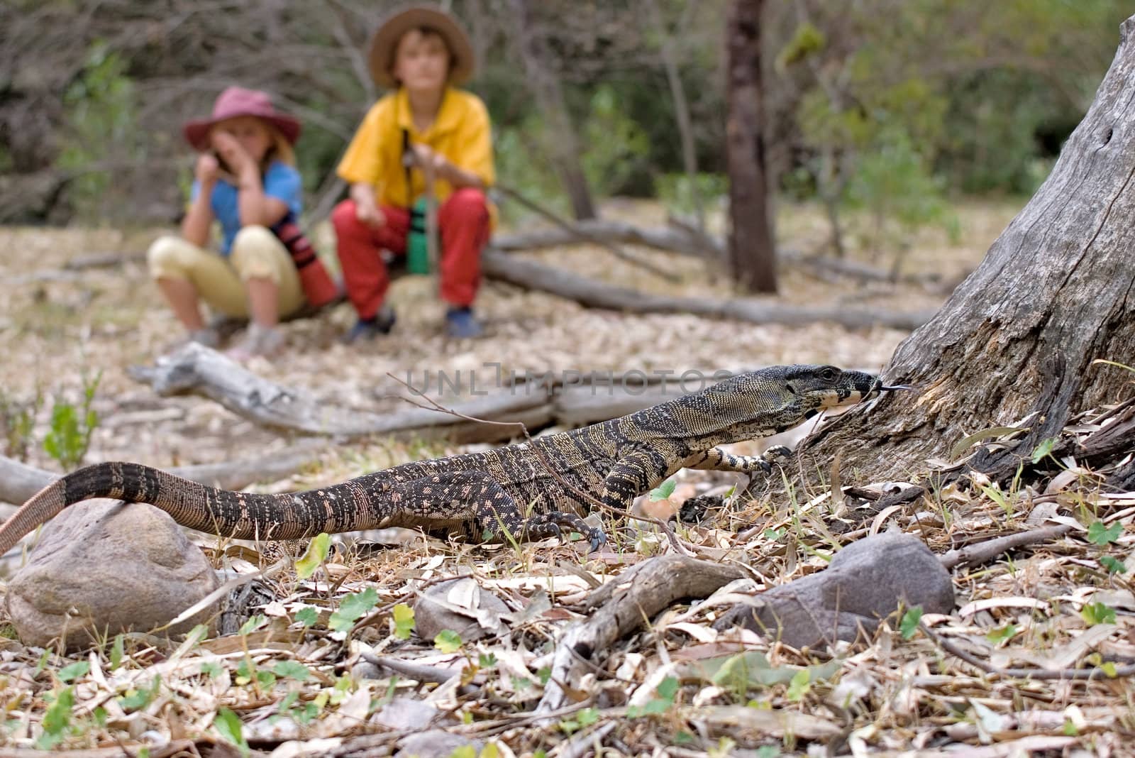 watching the goanna