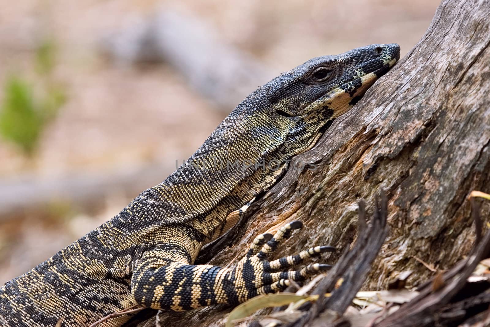 resting goanna - a lace monitor stops partway up climbing a tree