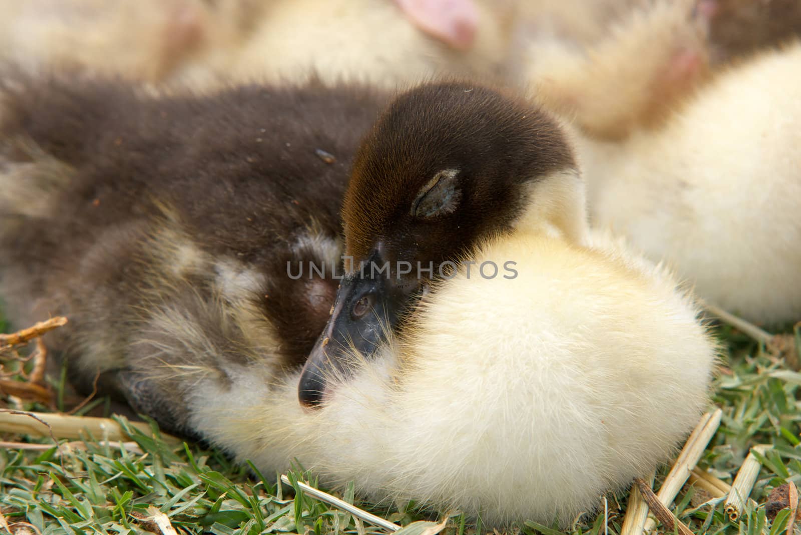 a beautiful little young duckling lays sleeping