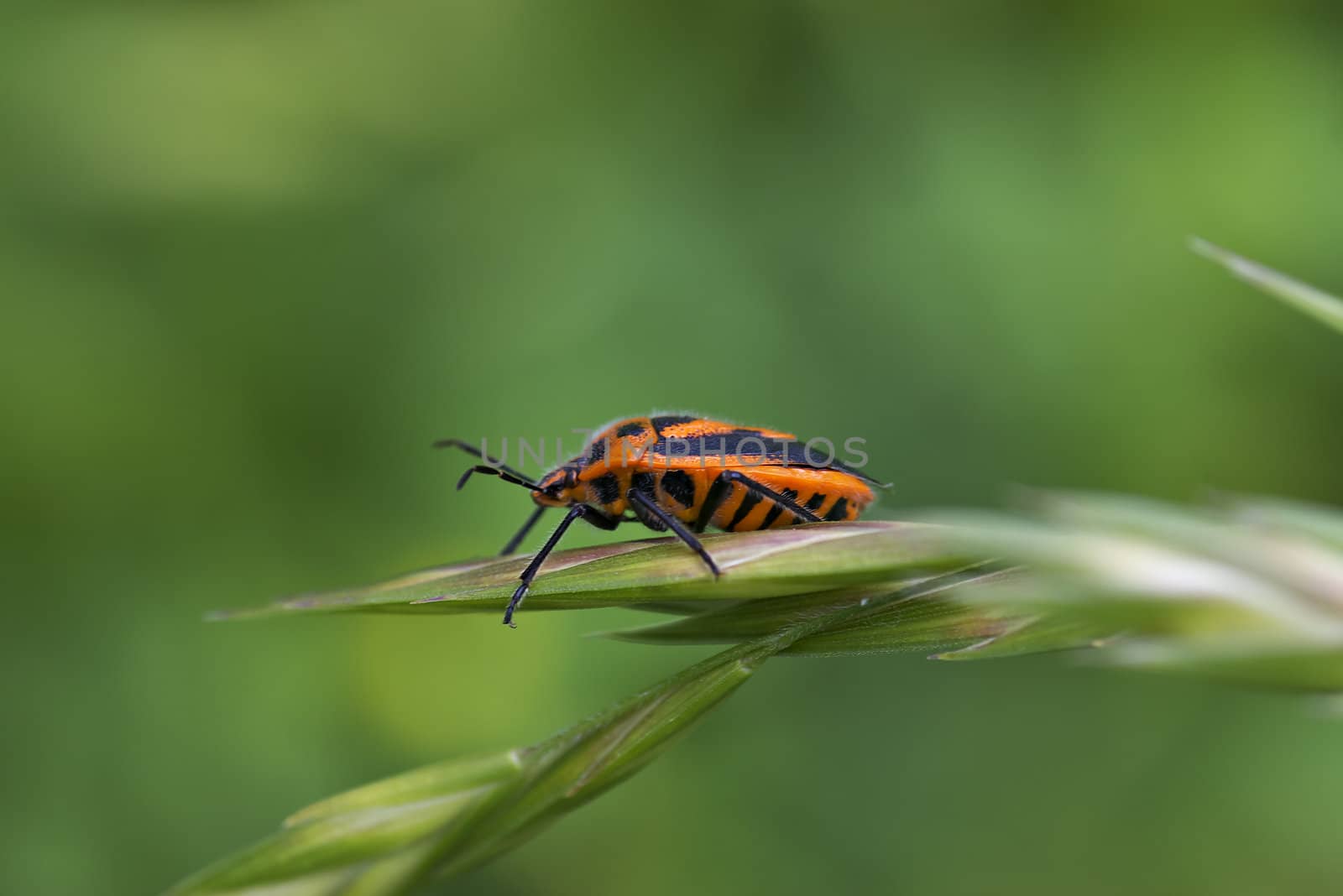 a single shield beetle walks out to the end of a piece of grass