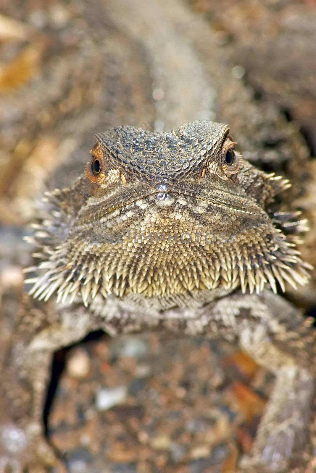 a central bearded dragon looking into the camera