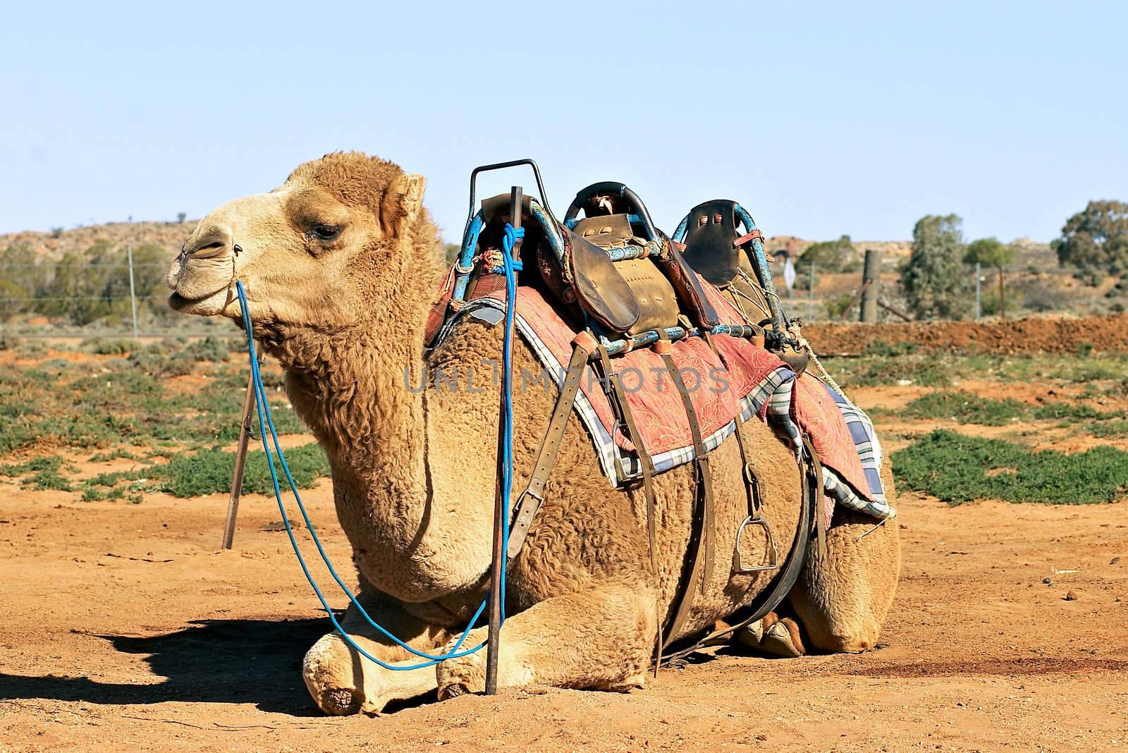 ships of the desert - camel sitting with saddle