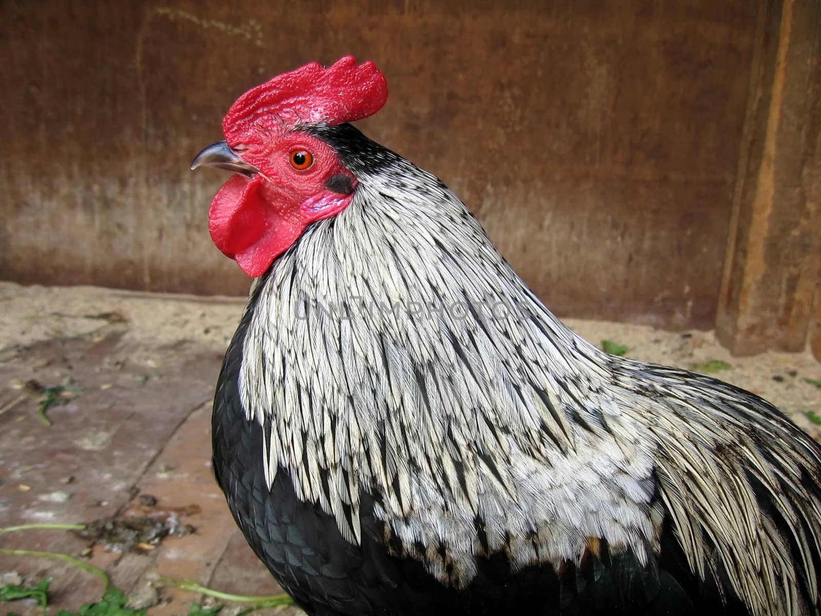 Beautiful motley nice cock with red comb