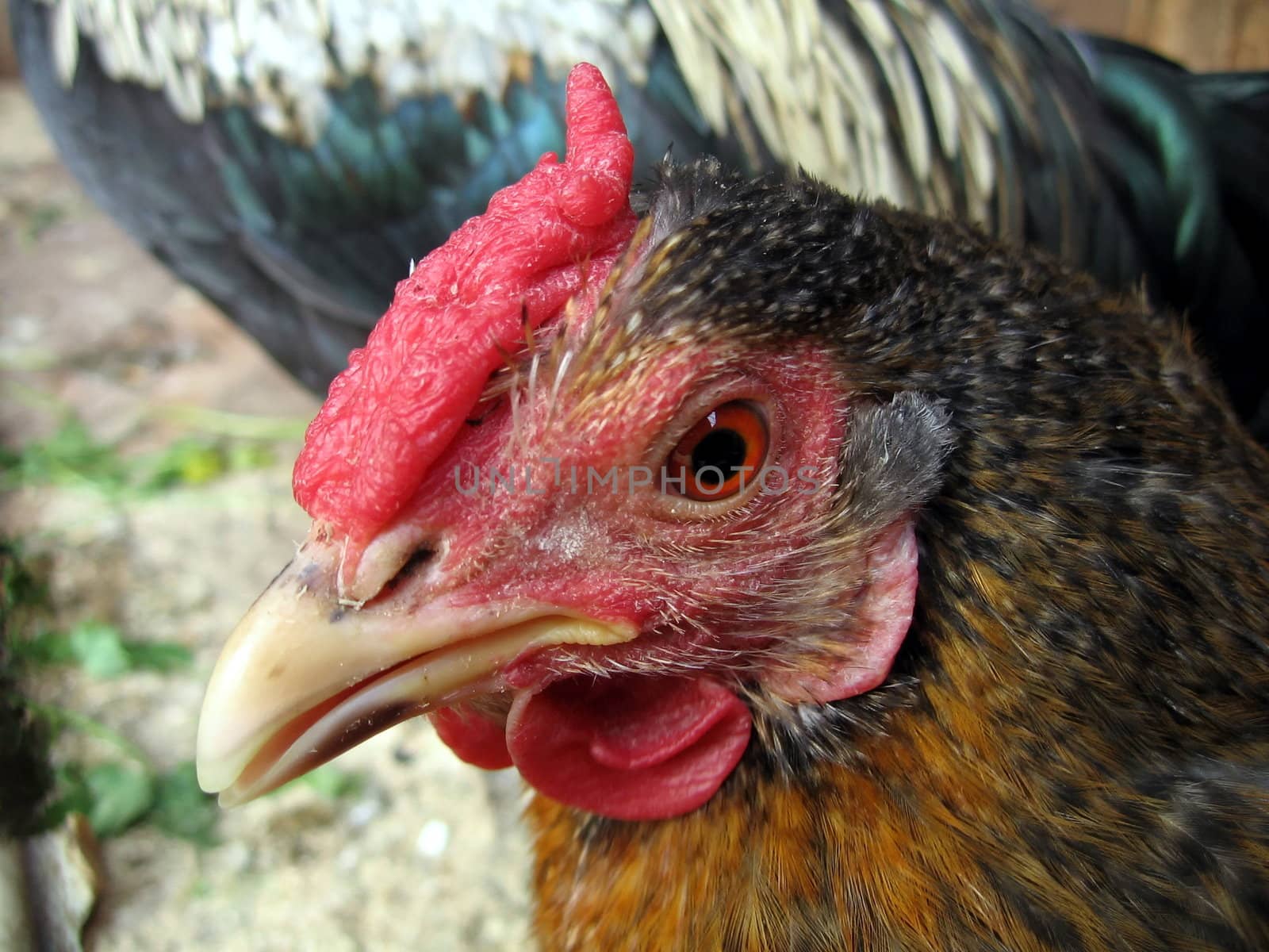 Head of a nice hen with red comb