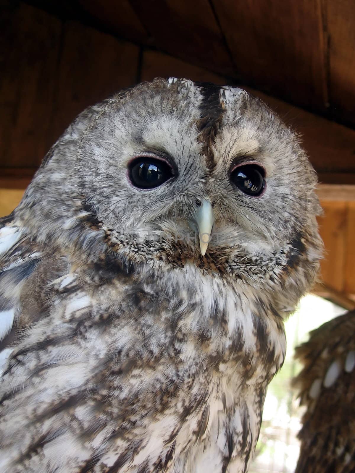 Single nice owl with big black eyes