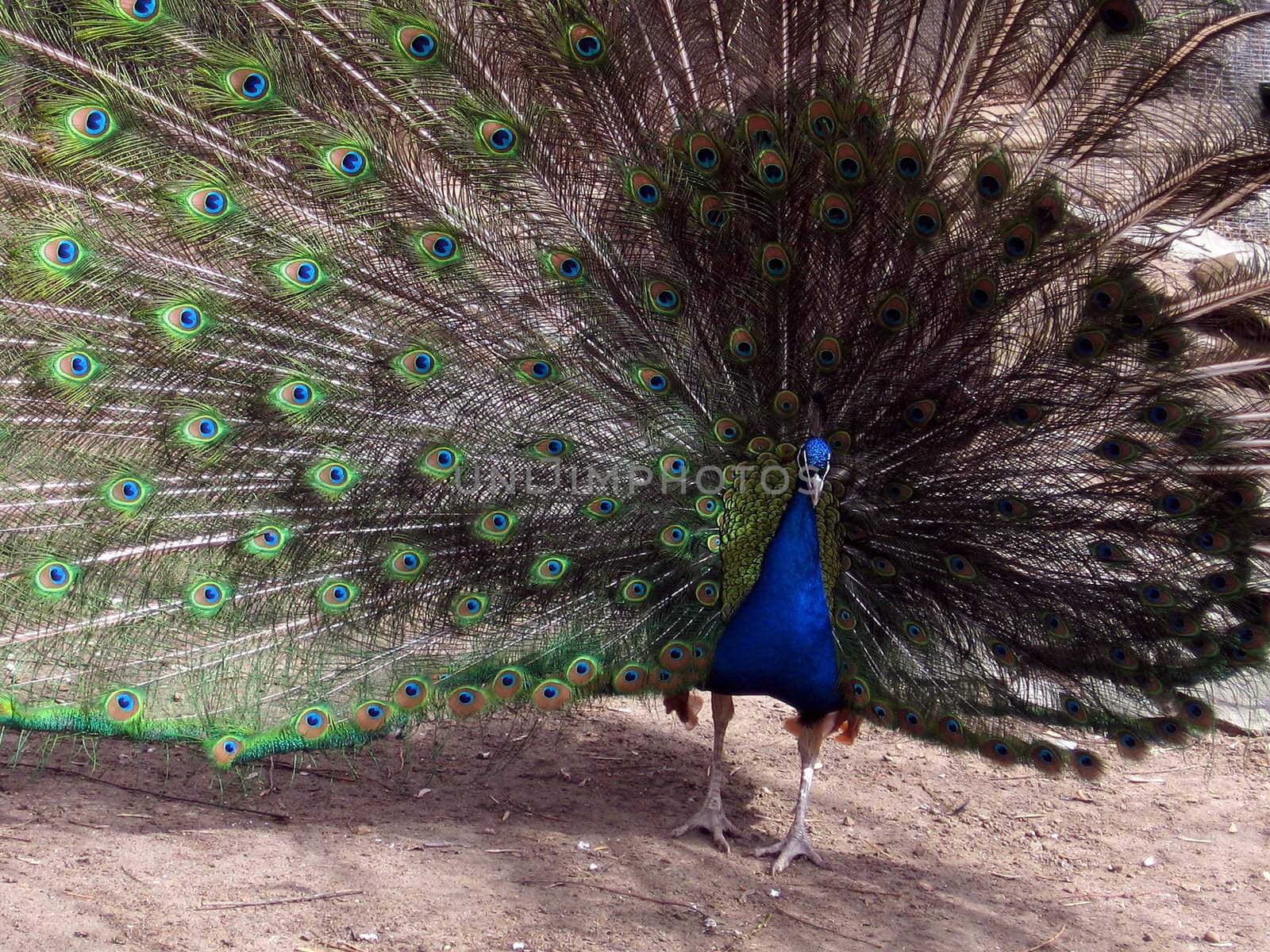 Very beautiful peacock on a background of his tail