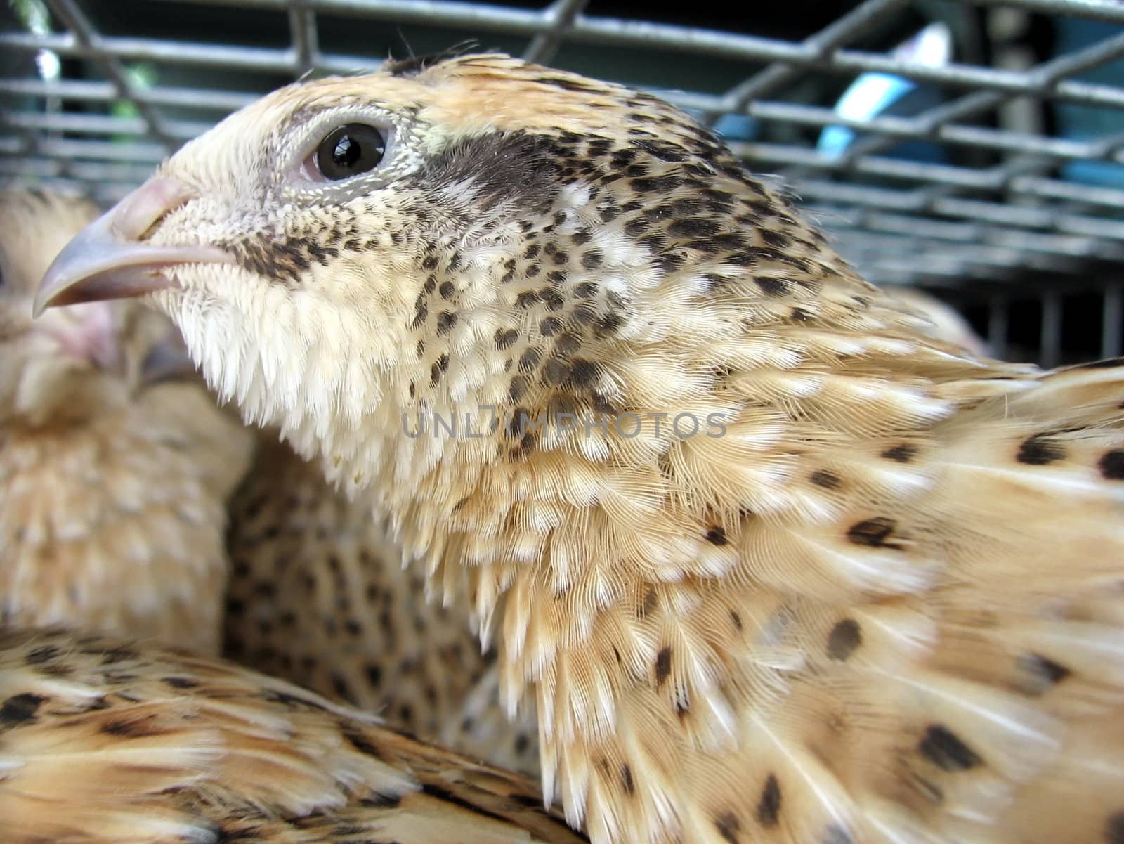 Nice quail sits in the crate for carrying