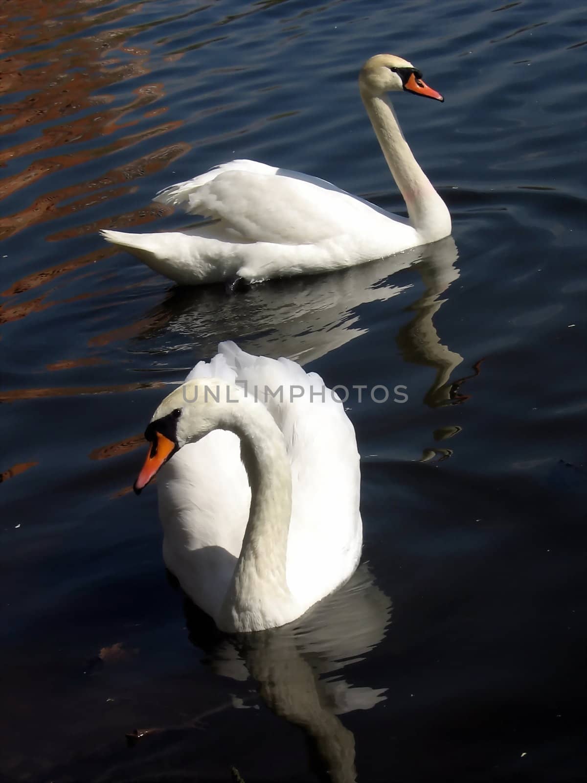 Two white swans swim on the lake