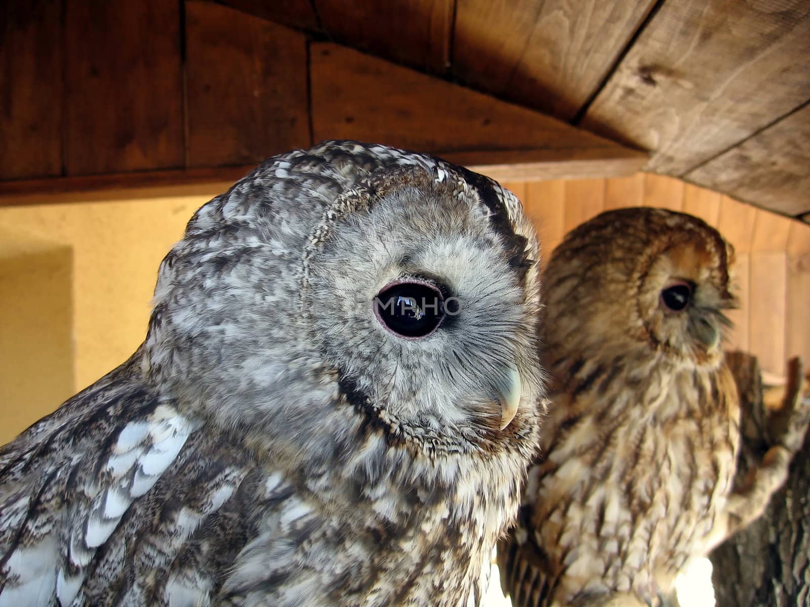 Two nice owls with big black eyes