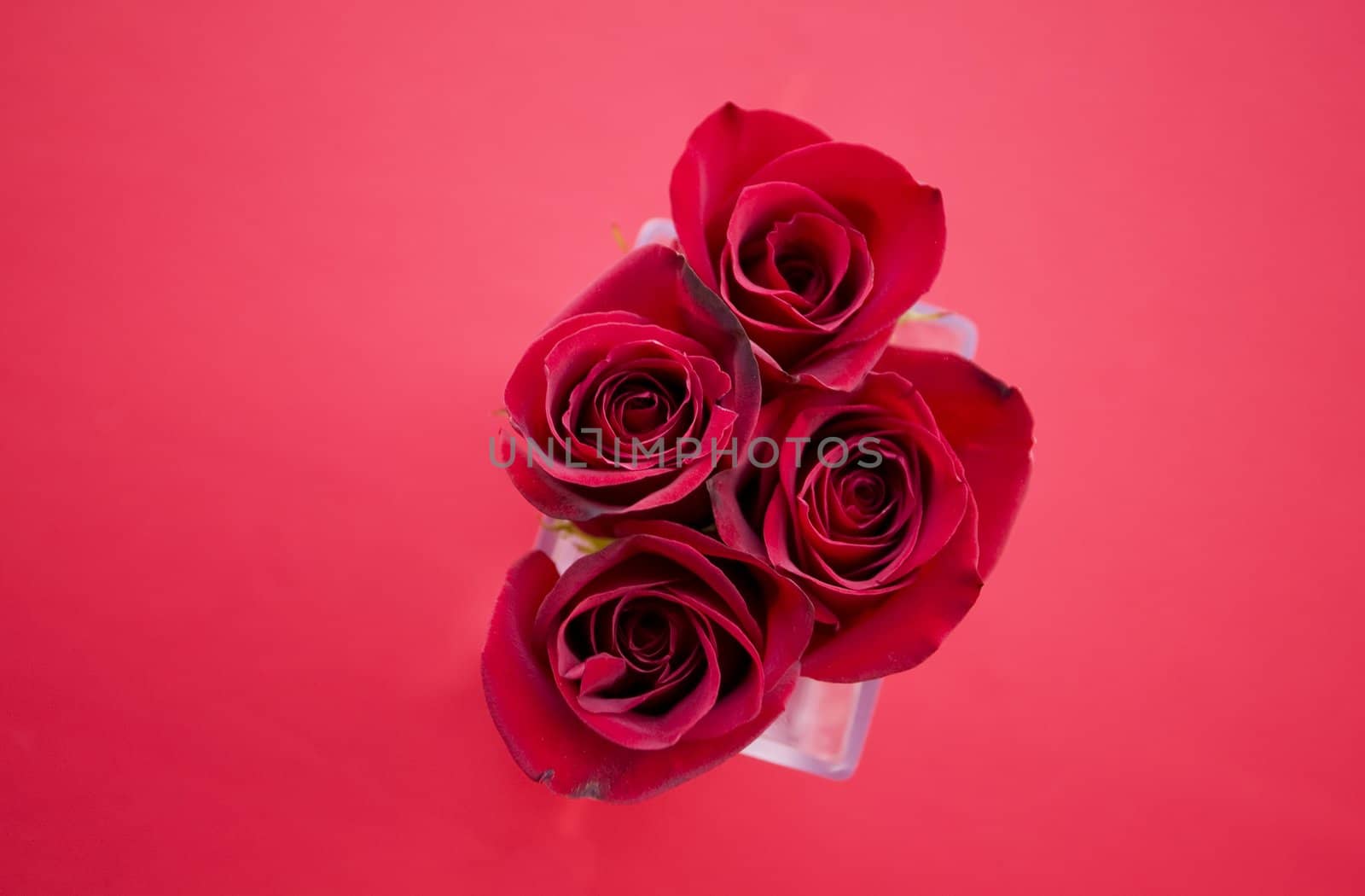 Red Roses by Creatista