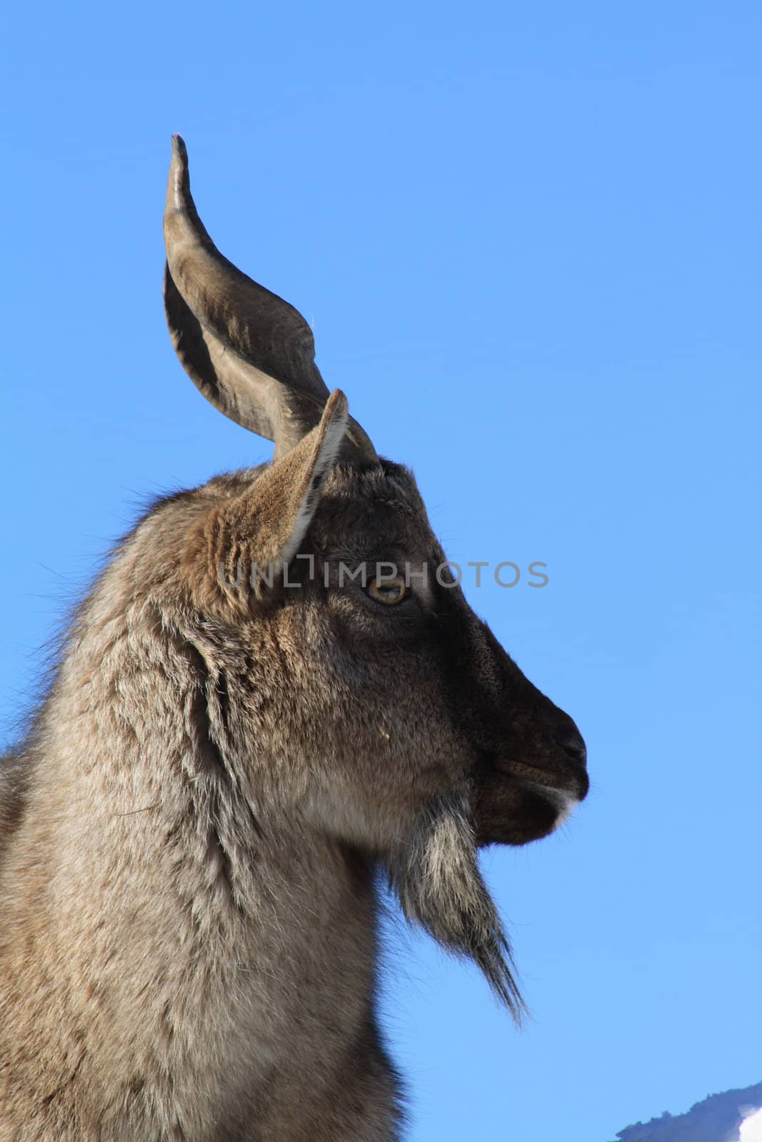 Closeup of young markhor on background with blue sky