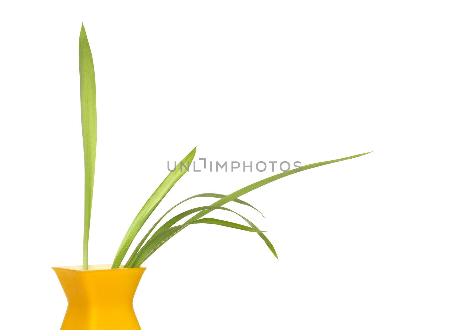 Nice modern yellow vase with green plant isolated on white background with clipping path