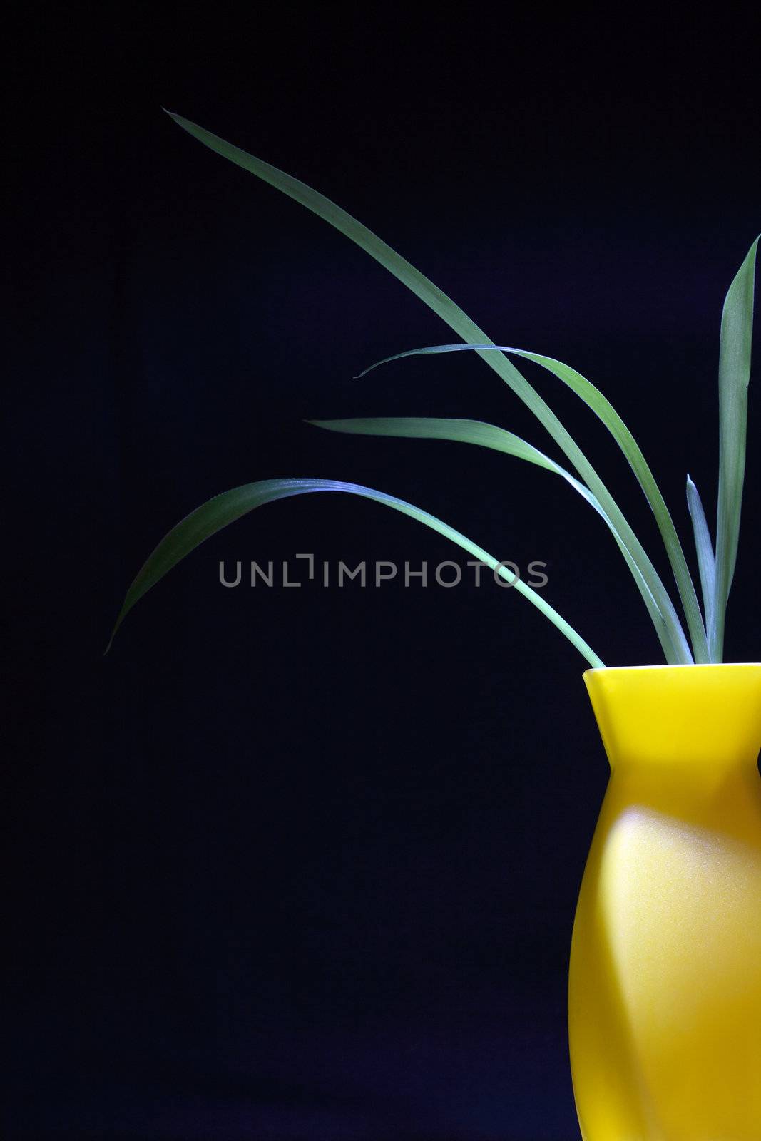 Nice modern yellow vase with green plant isolated on black background