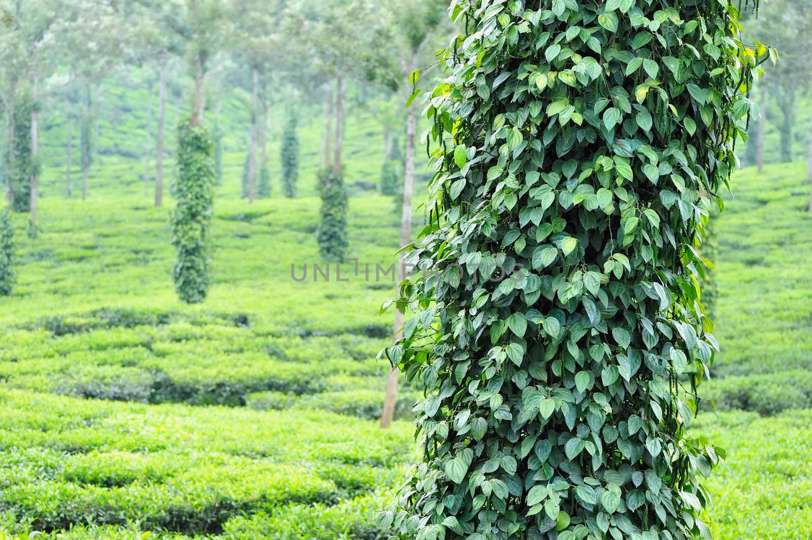 Bushes black pepper are growing around the trees