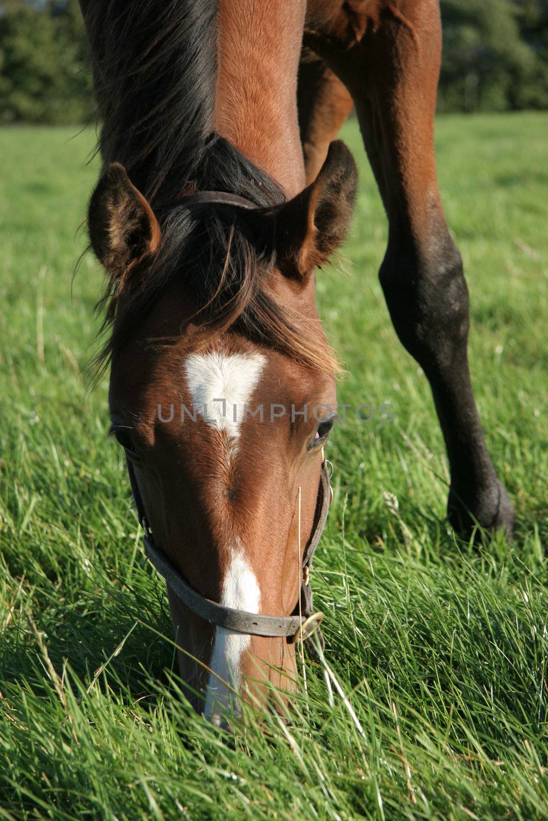 A brown horse eating grass in a meadow, its head down.