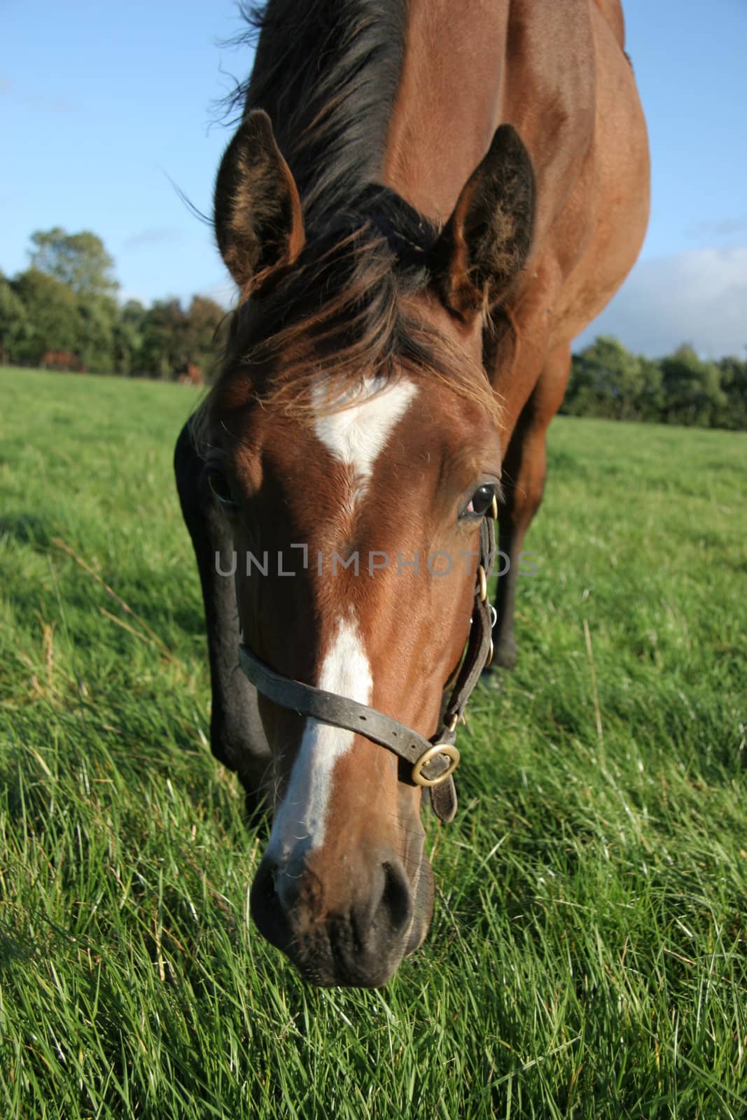 A brown horse eating grass in a meadow, its head down.