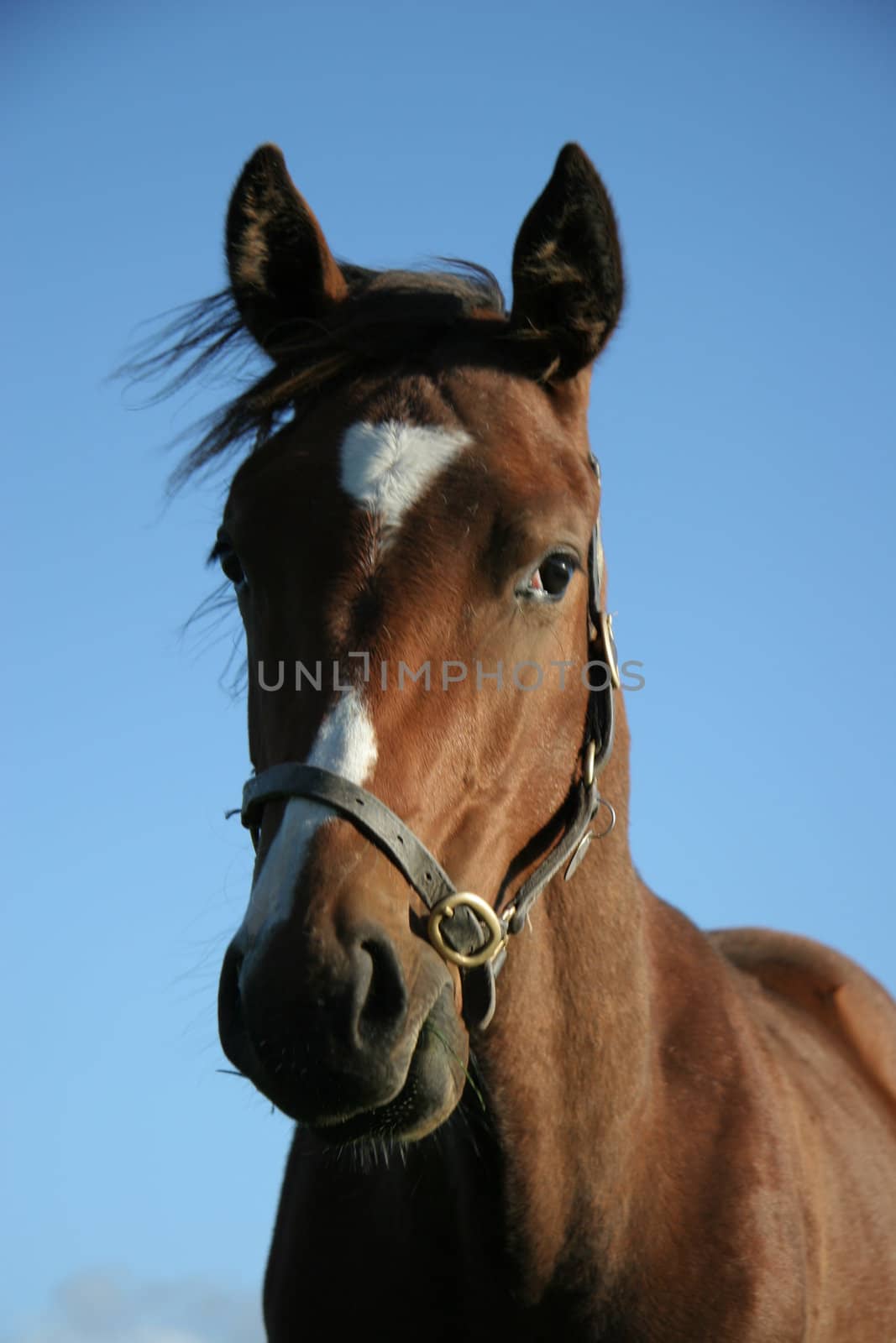 A brown horse eating grass in a meadow.