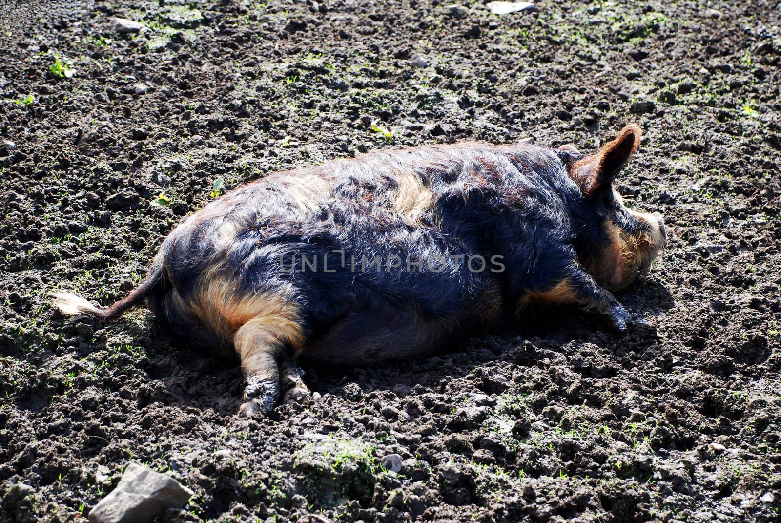 As Happy As a Pig in Muck by pwillitts
