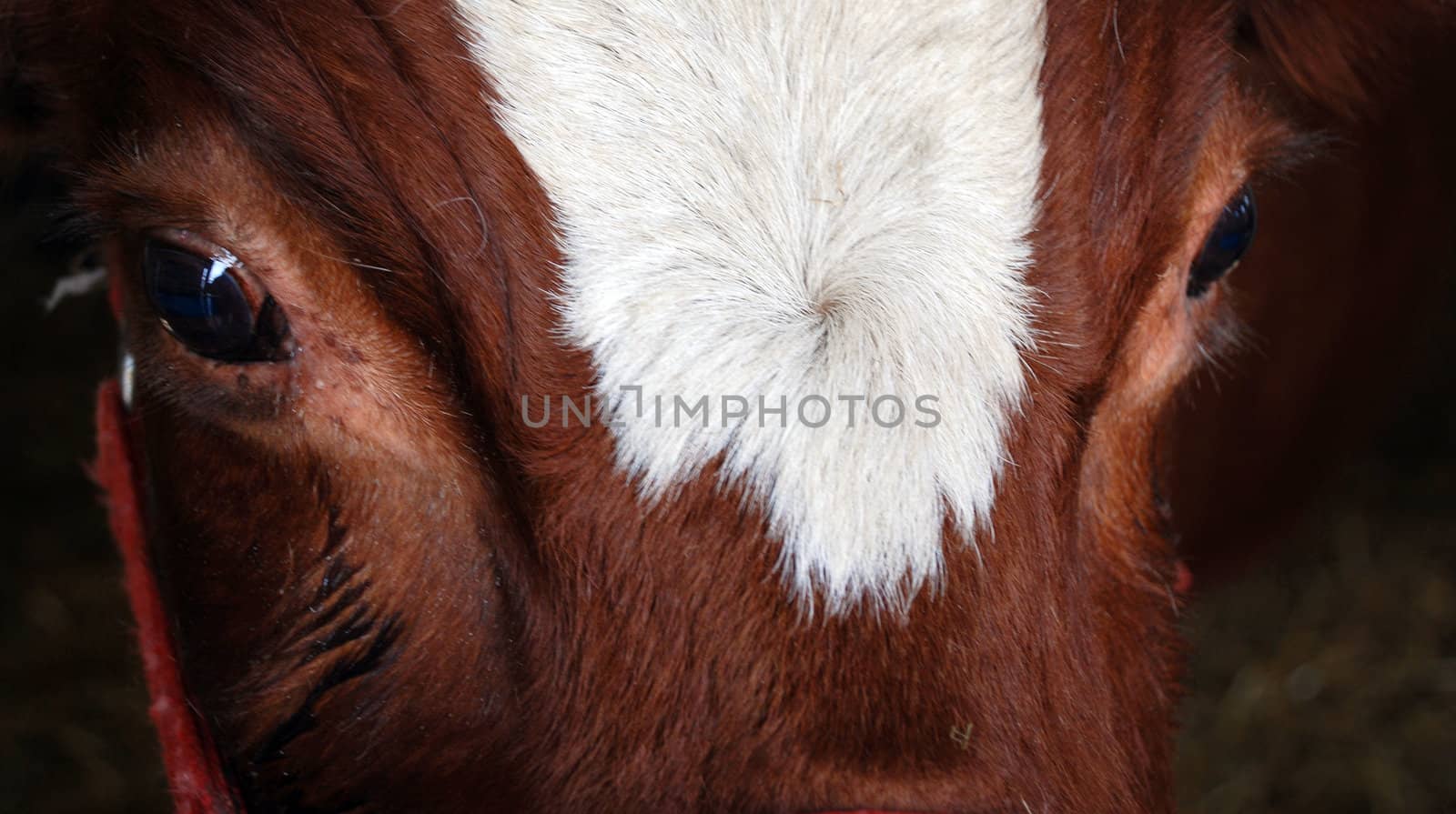 A close up photograph of a cow's eyes