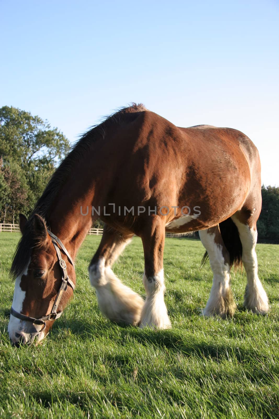 A brown horse eating grass in a meadow.